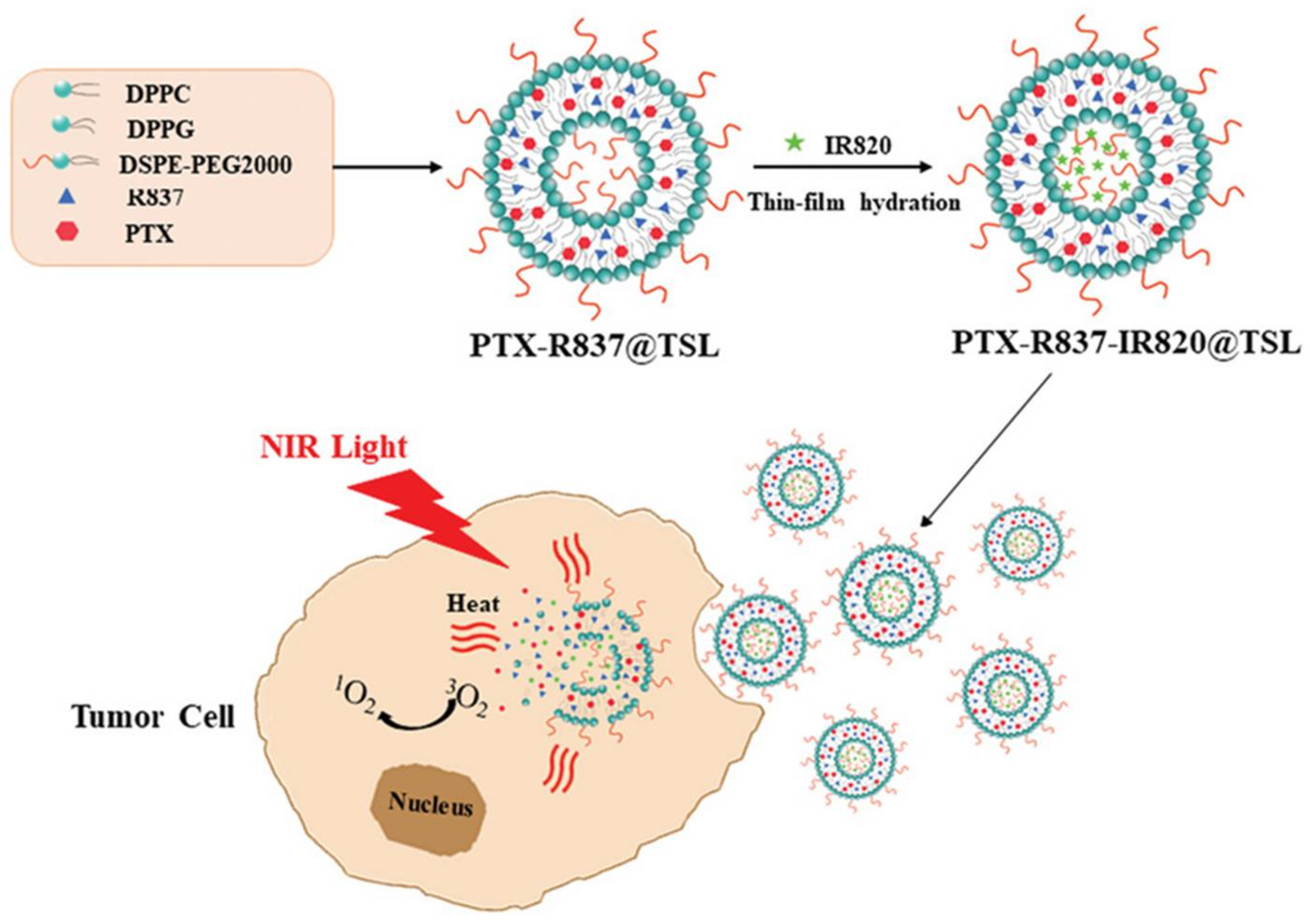 Pharmaceutics 13 01345 g004