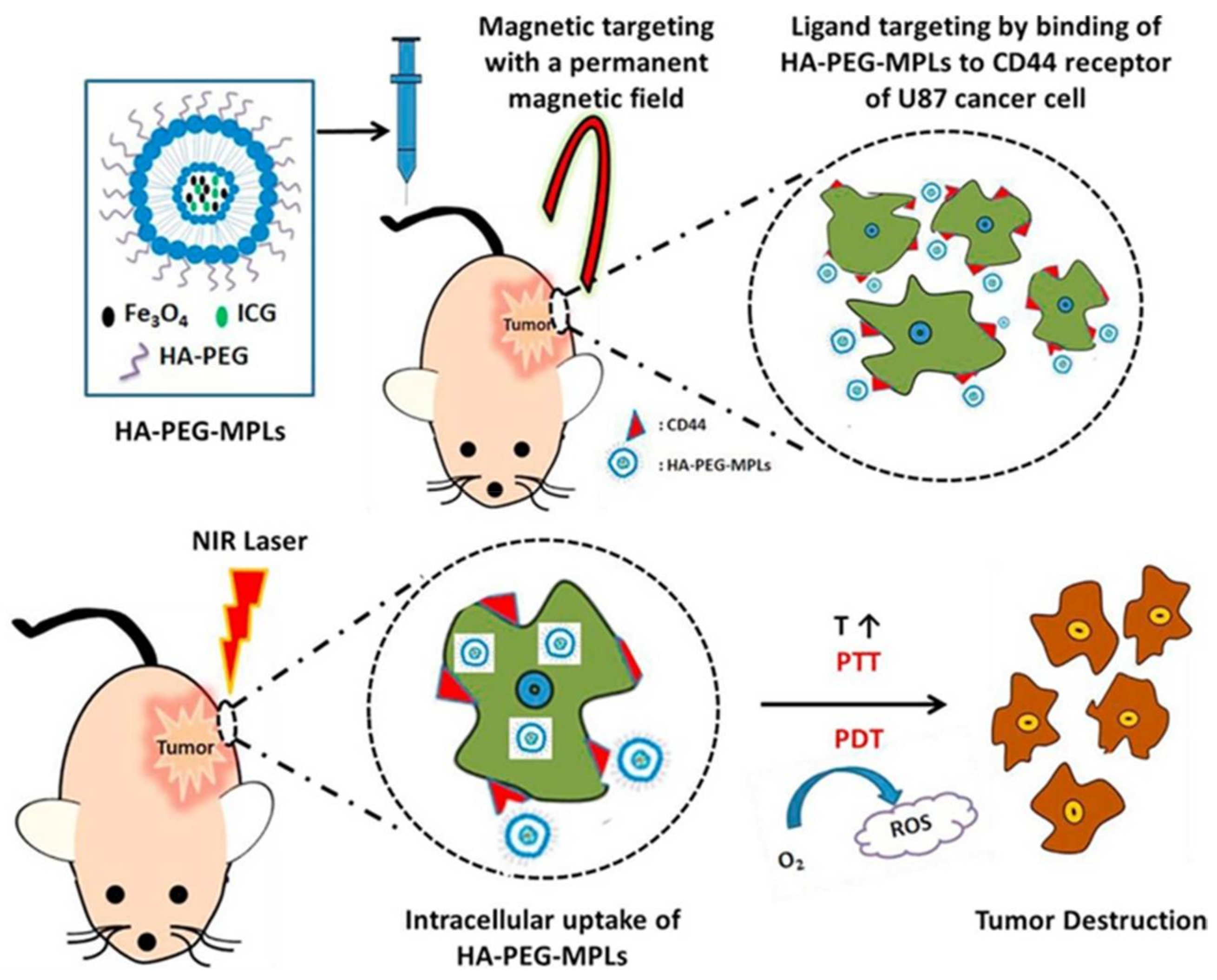 Pharmaceutics 13 01345 g005