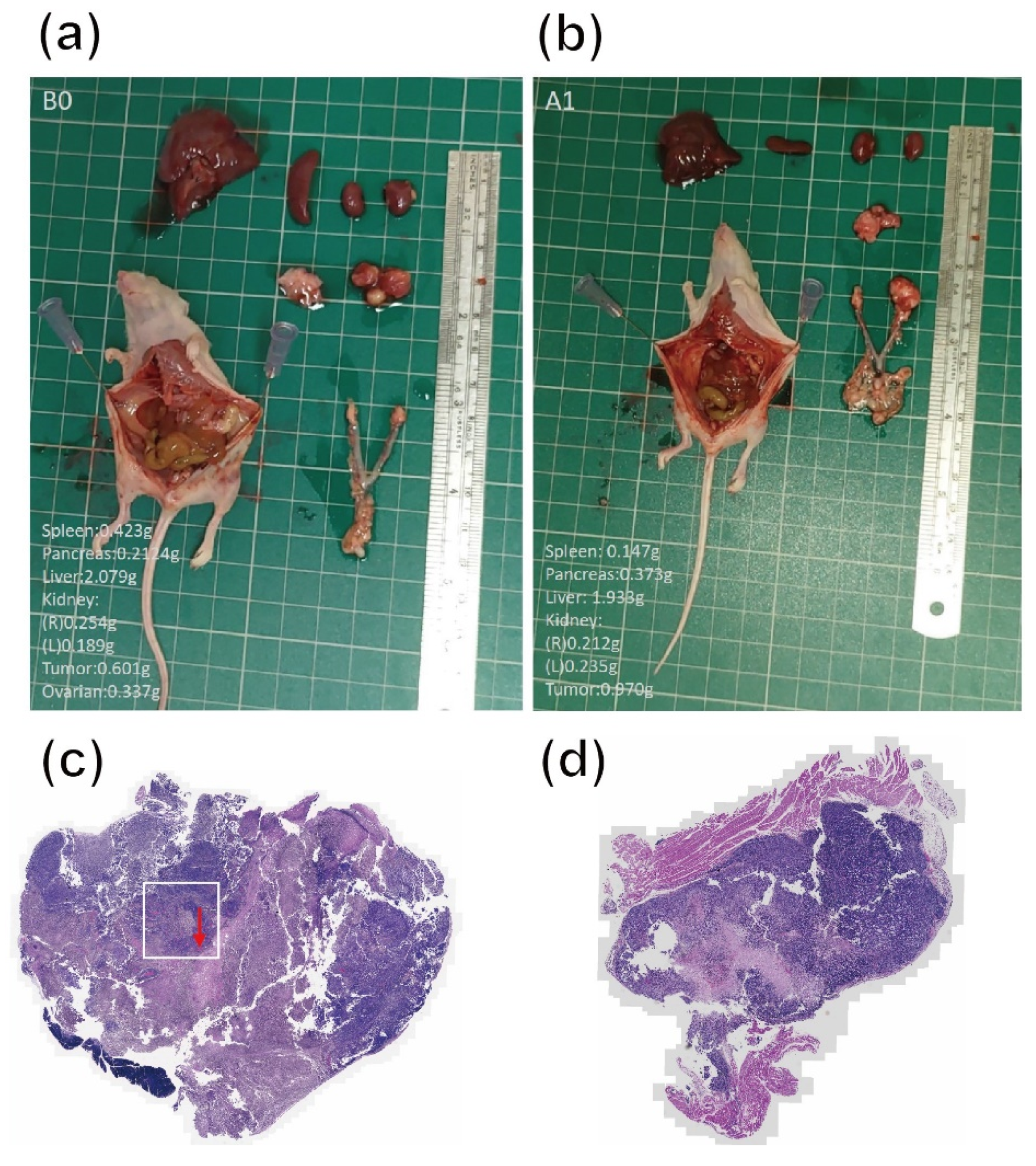 Pharmaceutics 13 01348 g007 550