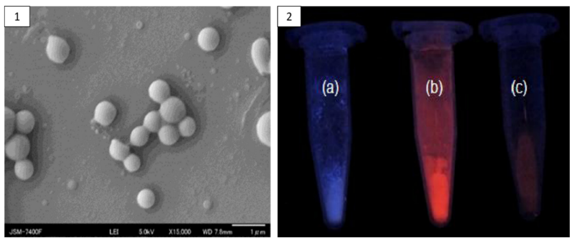 Pharmaceutics 13 01354 g008 550