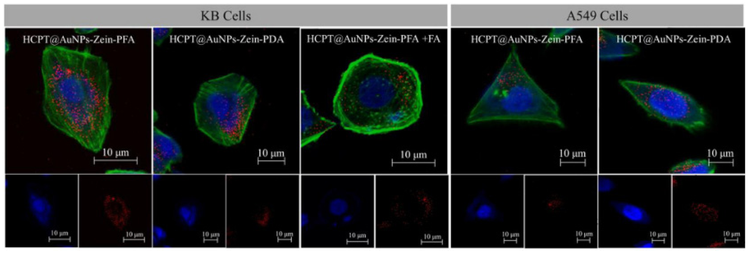 Pharmaceutics 13 01354 g010 550