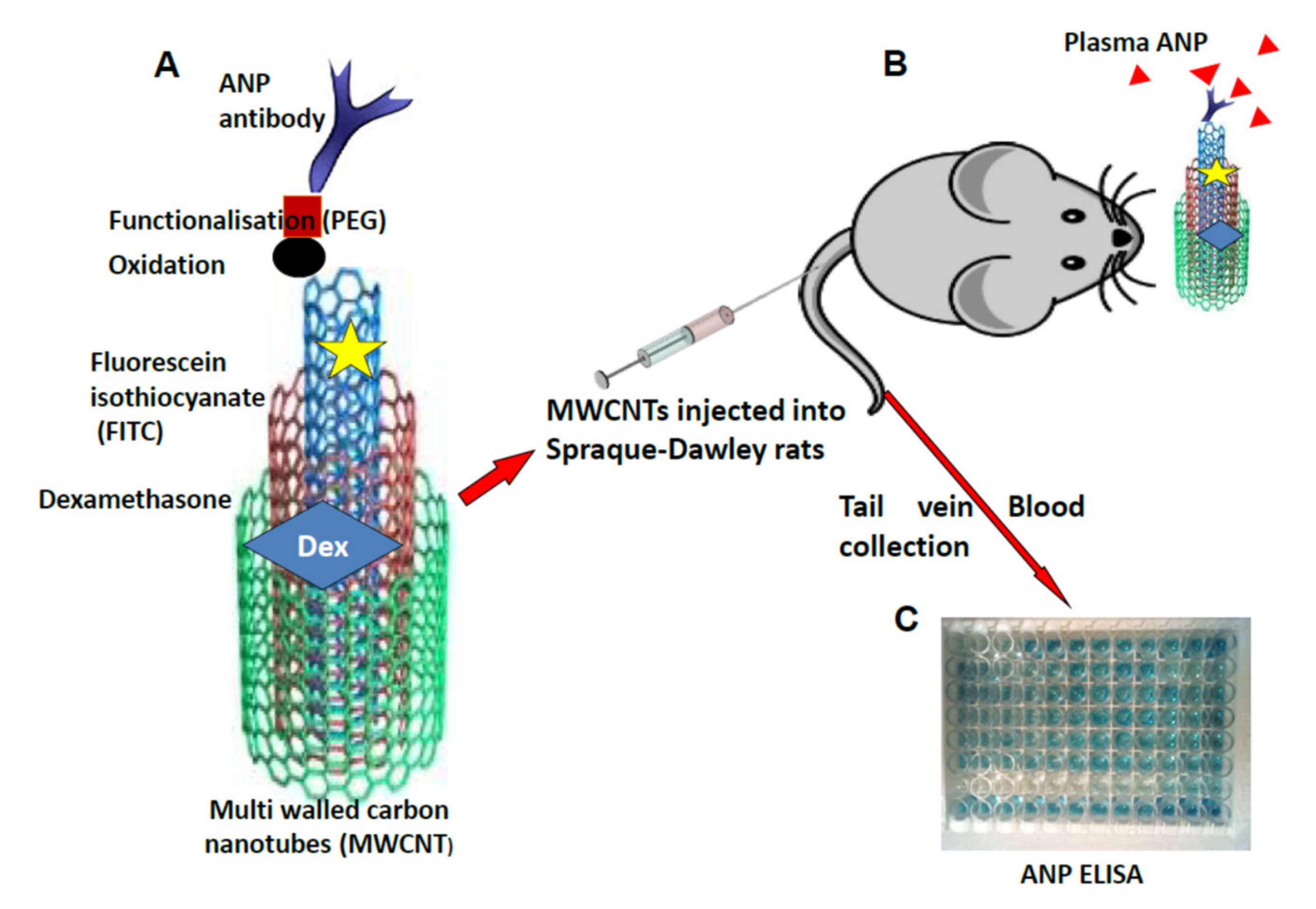 Pharmaceutics 13 01357 g003