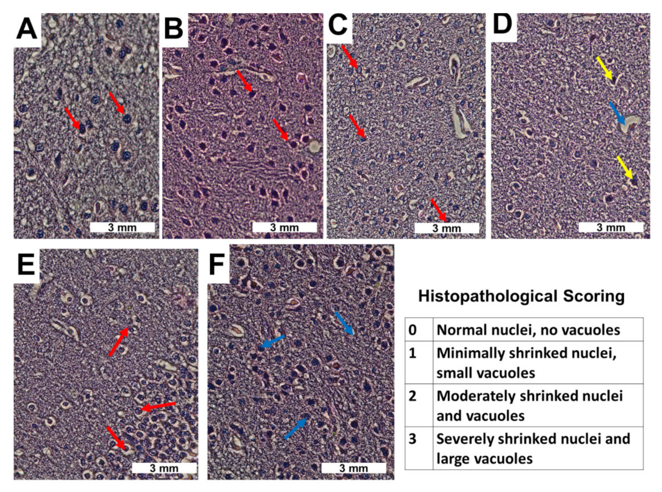 Pharmaceutics 13 01357 g013