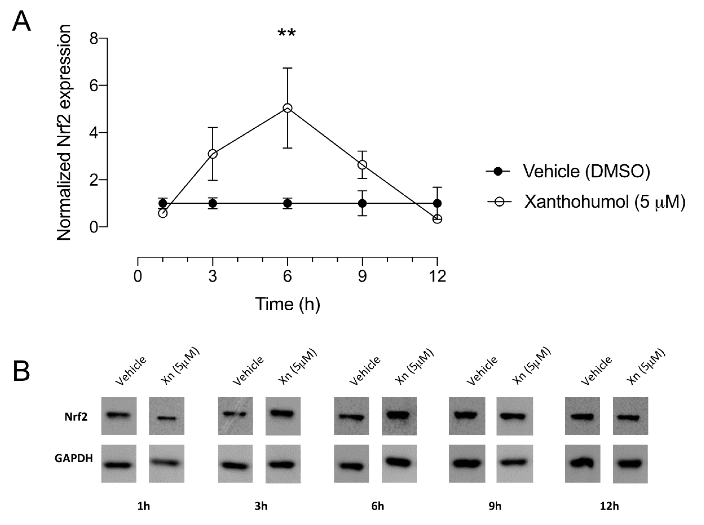 Pharmaceutics 13 01362 g003 Pharmaceutics 13 01362 g003