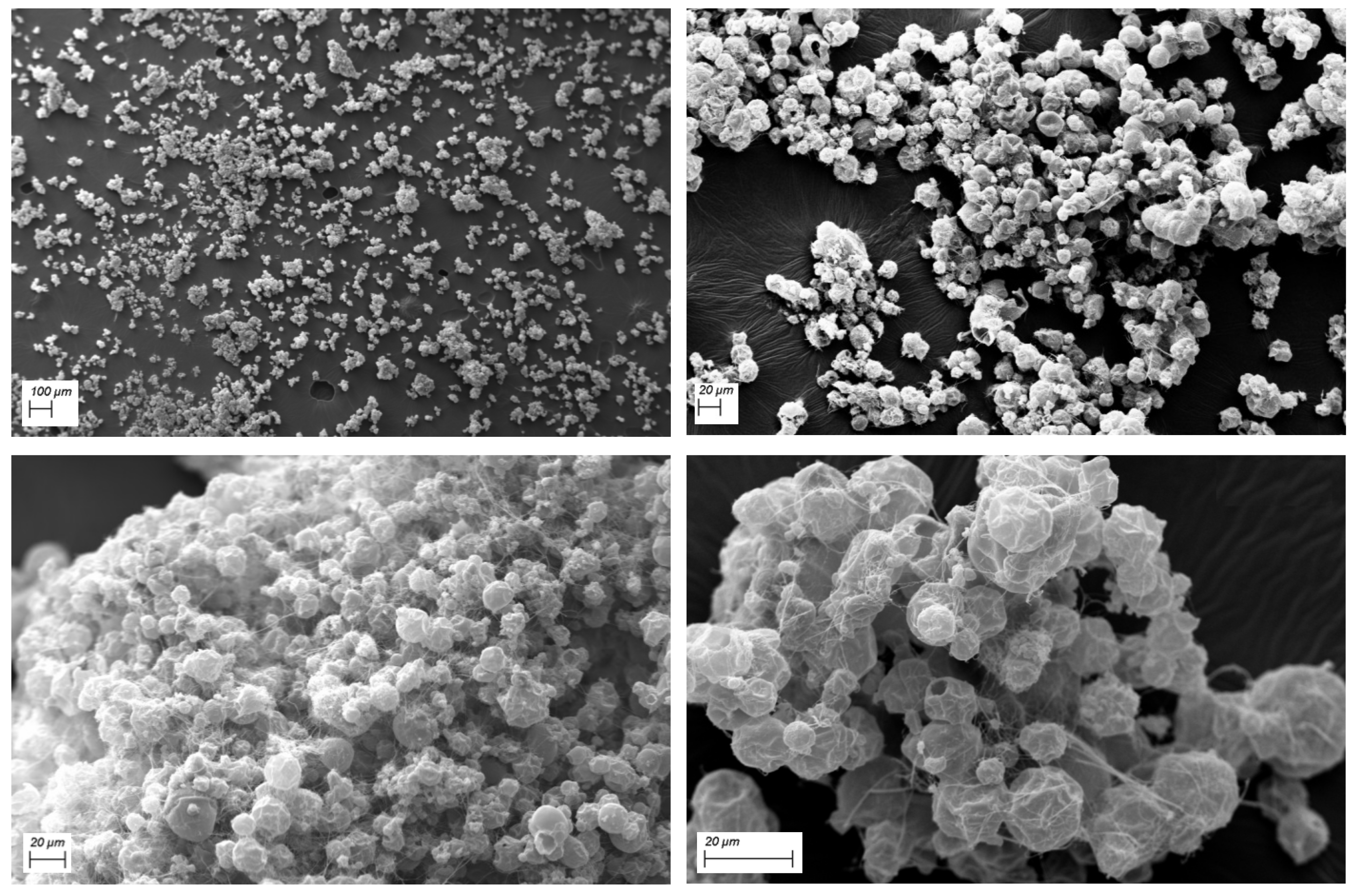 Pharmaceutics 13 01370 g007 550