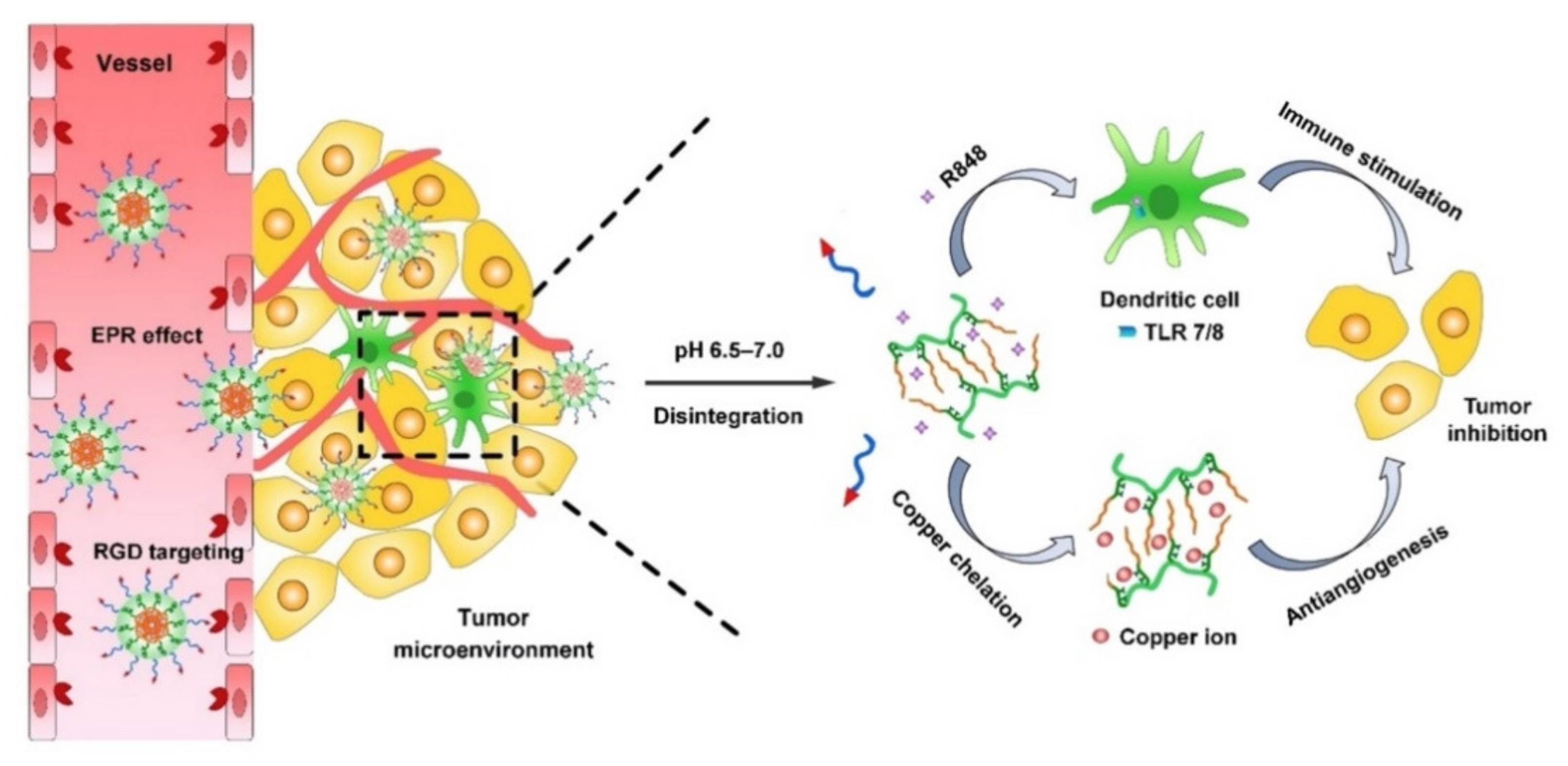 Pharmaceutics 13 01374 g005