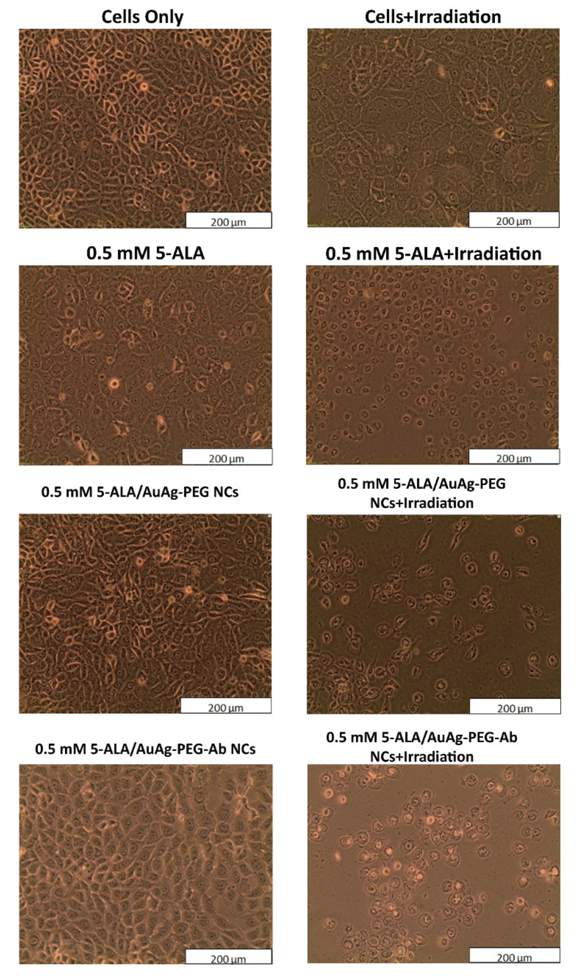 Pharmaceutics 13 01375 g003 Pharmaceutics 13 01375 g003