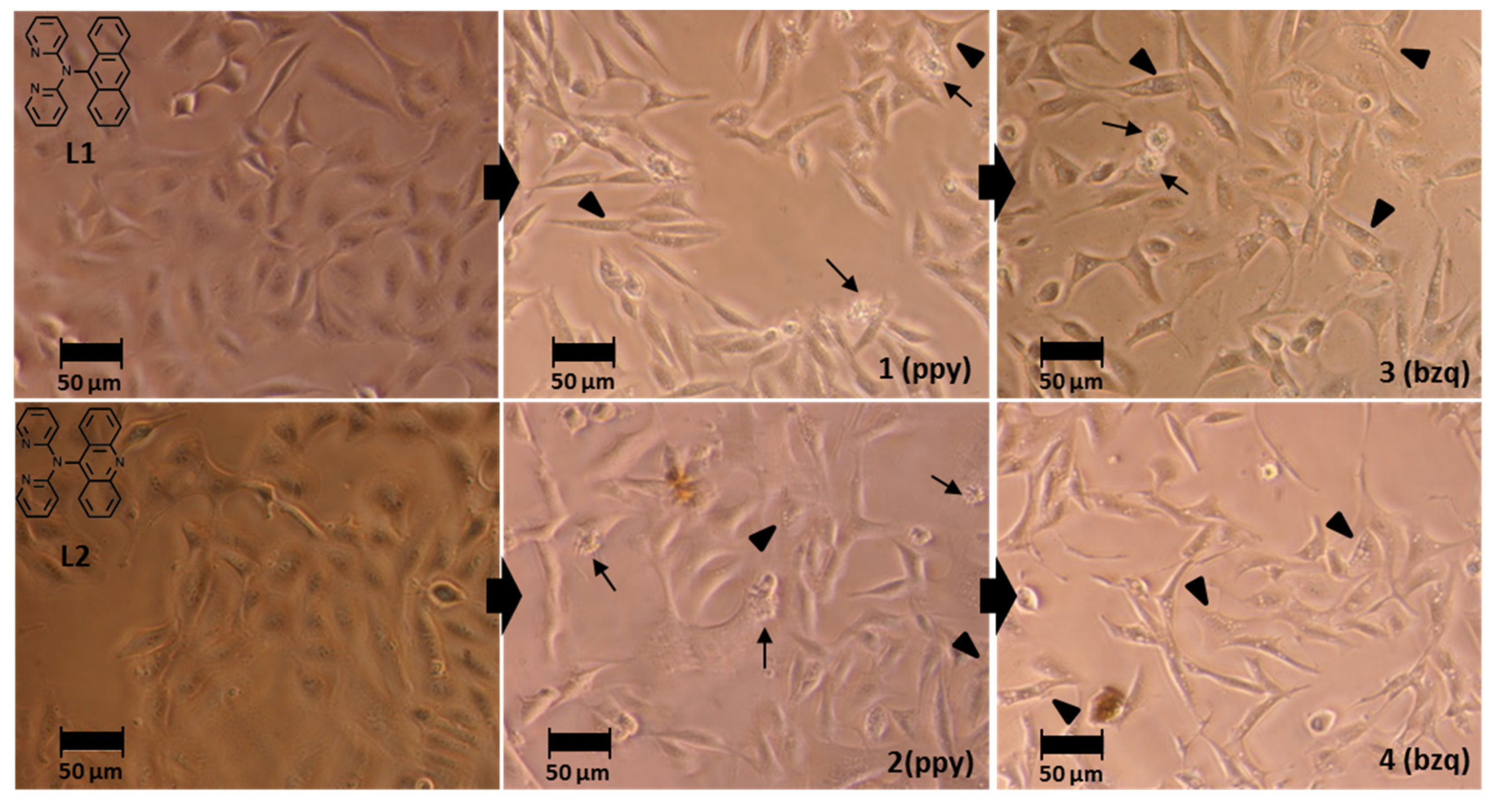 Pharmaceutics 13 01382 g005 550