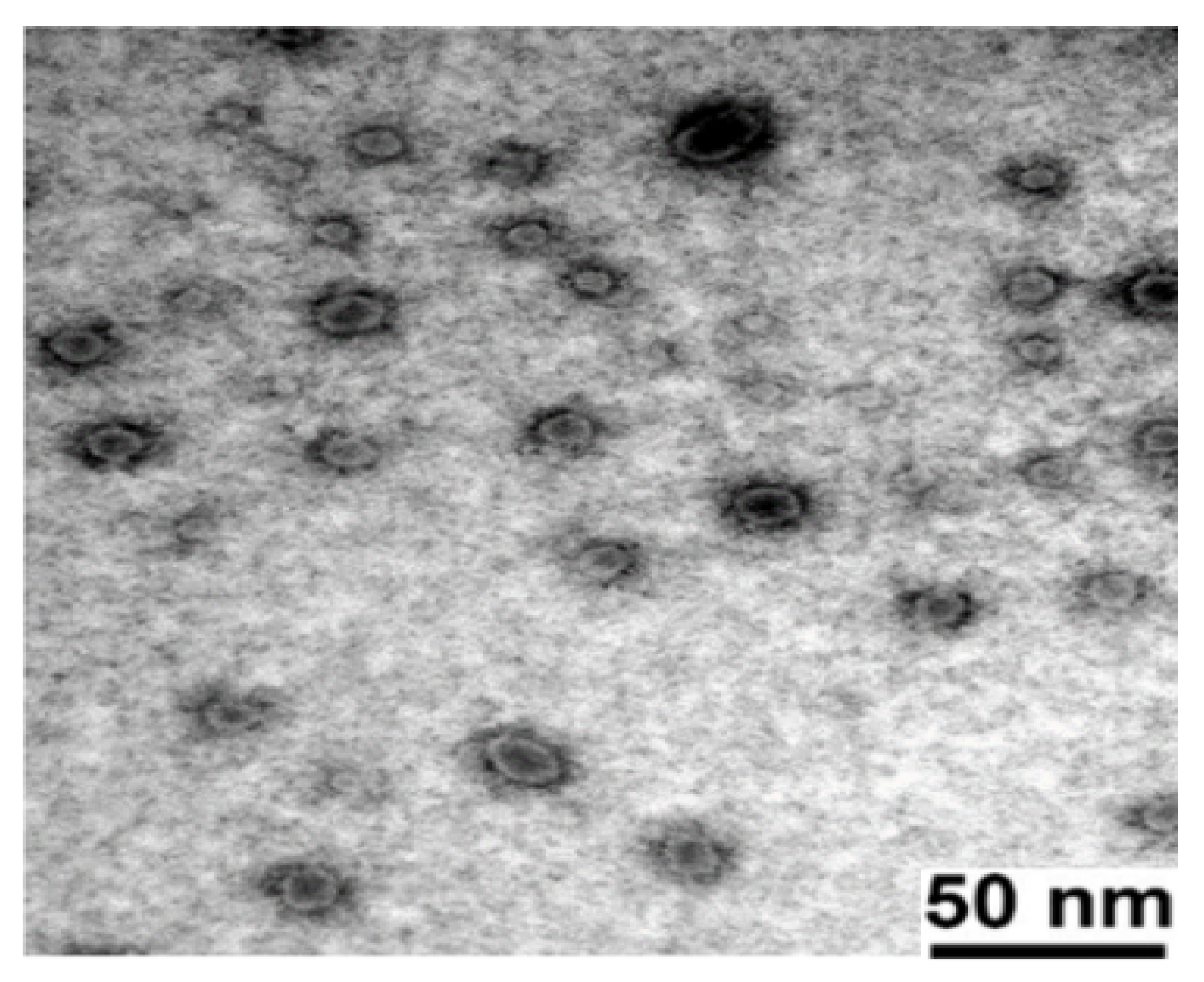 Pharmaceutics 13 01388 g005 Pharmaceutics 13 01388 g005