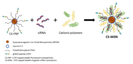 Delivery of Various Cargos into Cancer Cells and Tissues via Cell ...