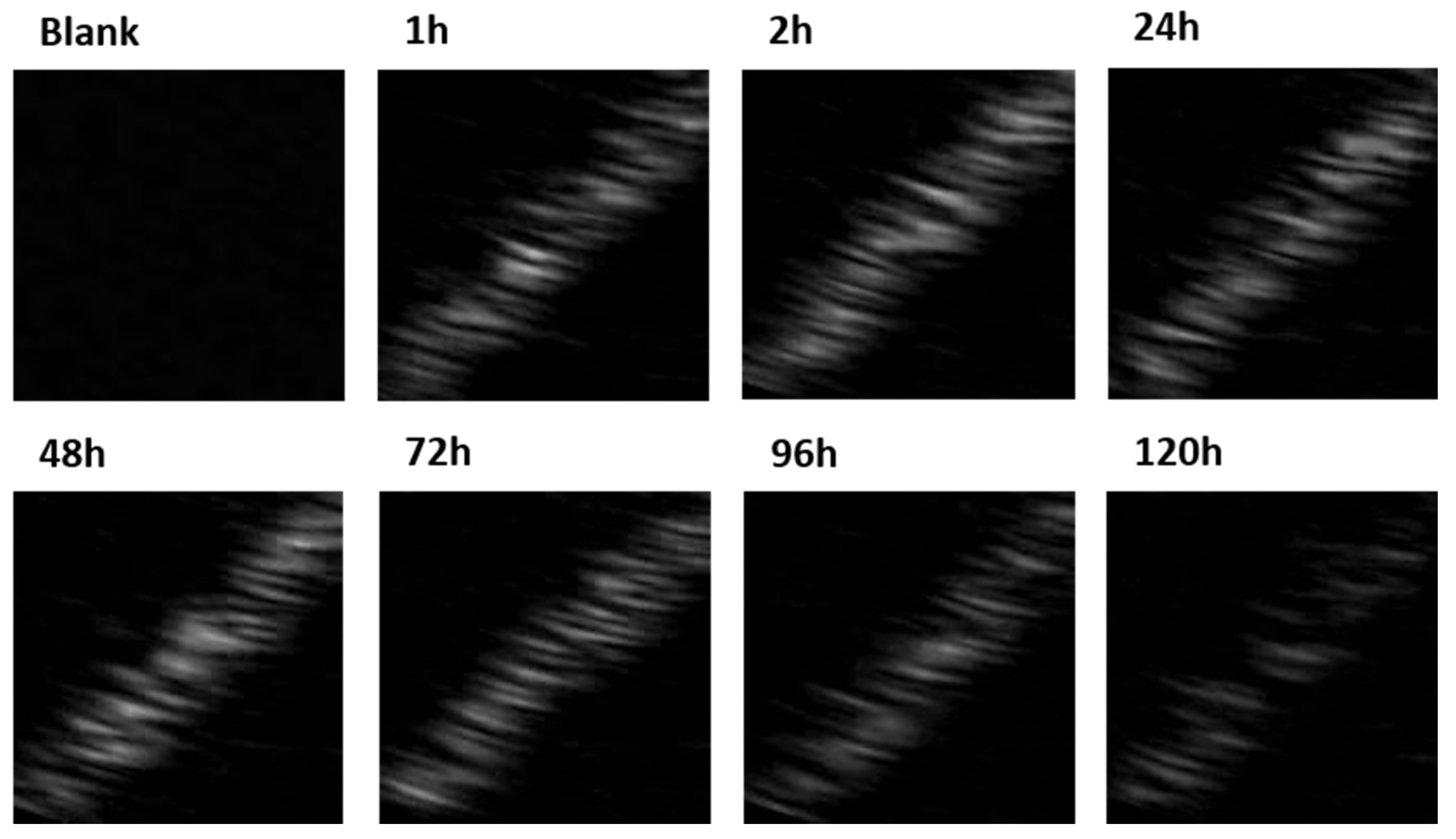 Pharmaceutics 13 01396 g004