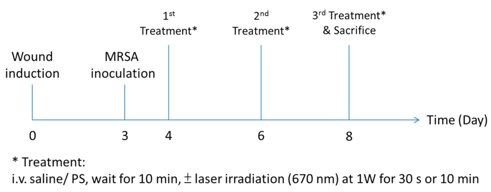 Pharmaceutics Free Full Text Hypericin And Pheophorbide A Mediated Photodynamic Therapy Fighting Mrsa Wound Infections A Translational Study From In Vitro To In Vivo Html Pharmaceutics Free Full Text Hypericin And Pheophorbide A Mediated Photodynamic Therapy Fighting Mrsa Wound Infections A Translational Study From In Vitro To In Vivo Html