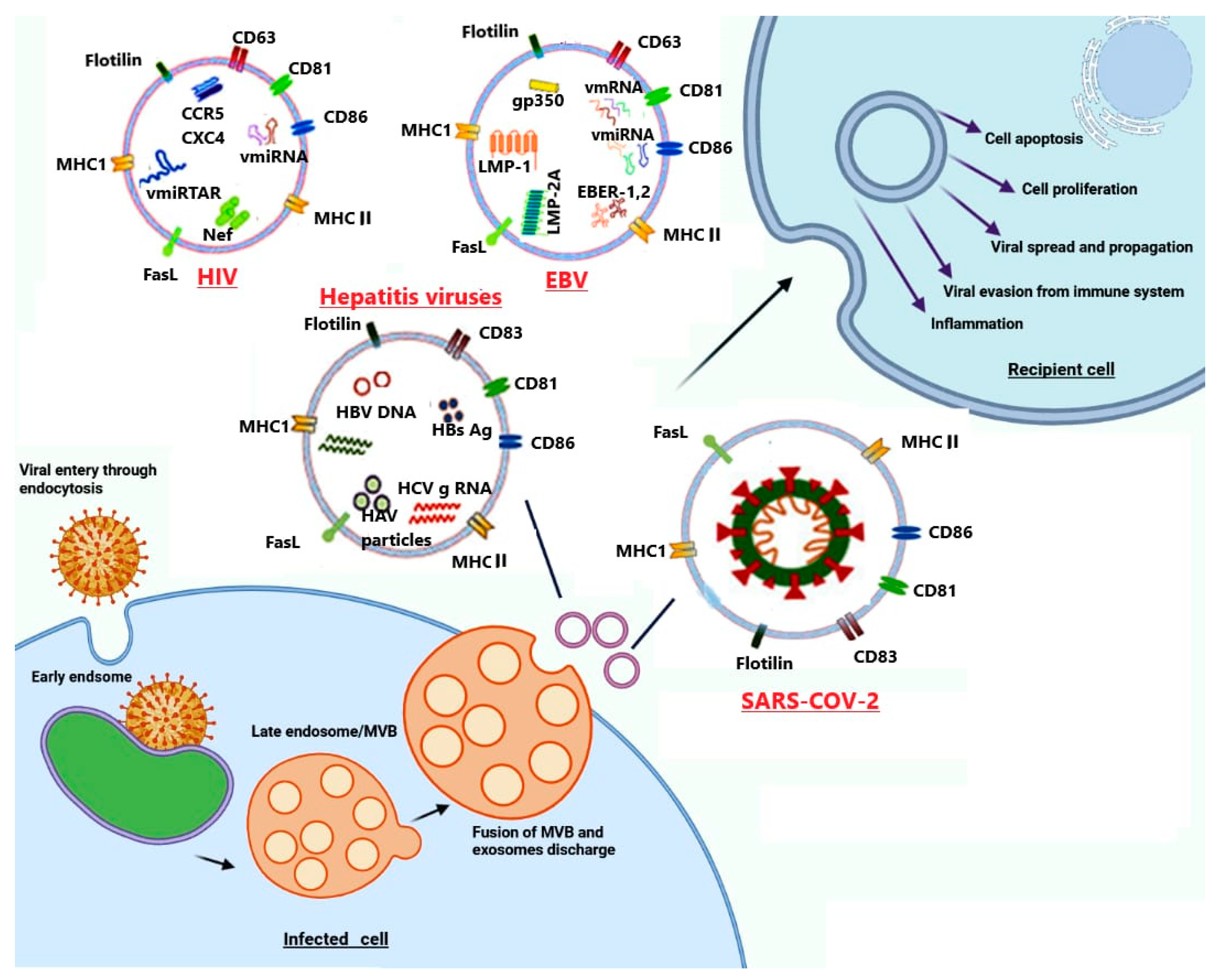 Pharmaceutics Free Full Text A Comprehensive Insight Into The Role Of Exosomes In Viral Infection Dual Faces Bearing Different Functions Html