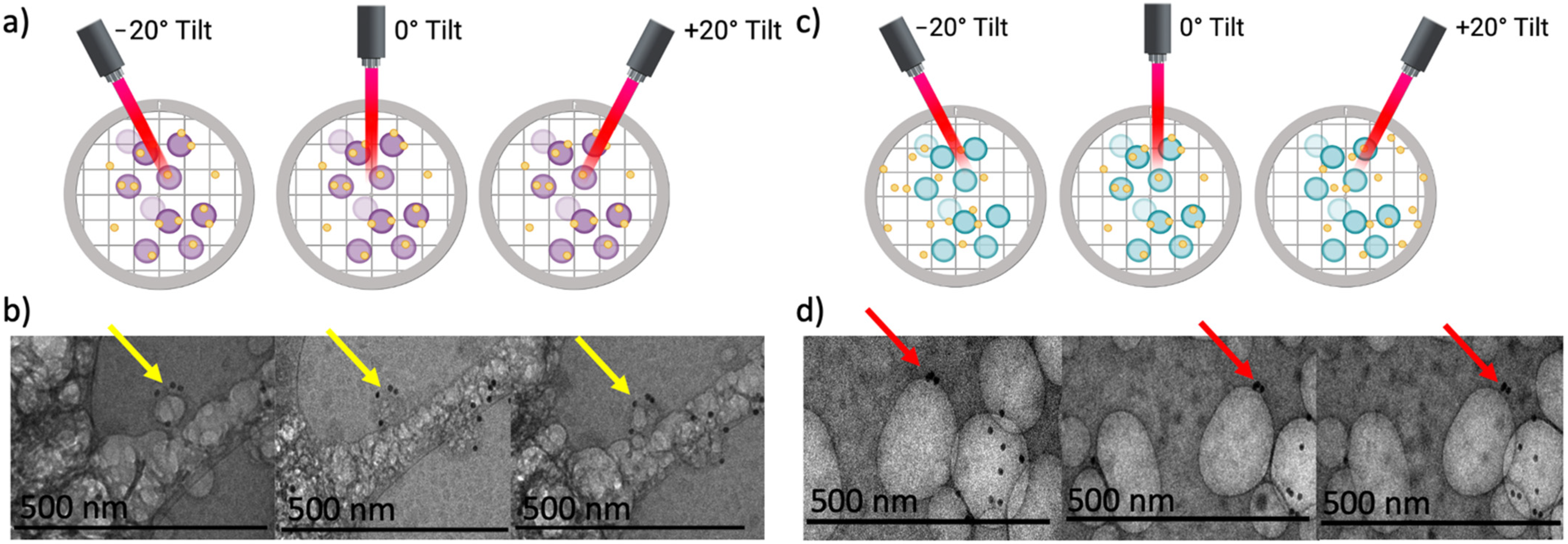 Pharmaceutics 13 01407 g003