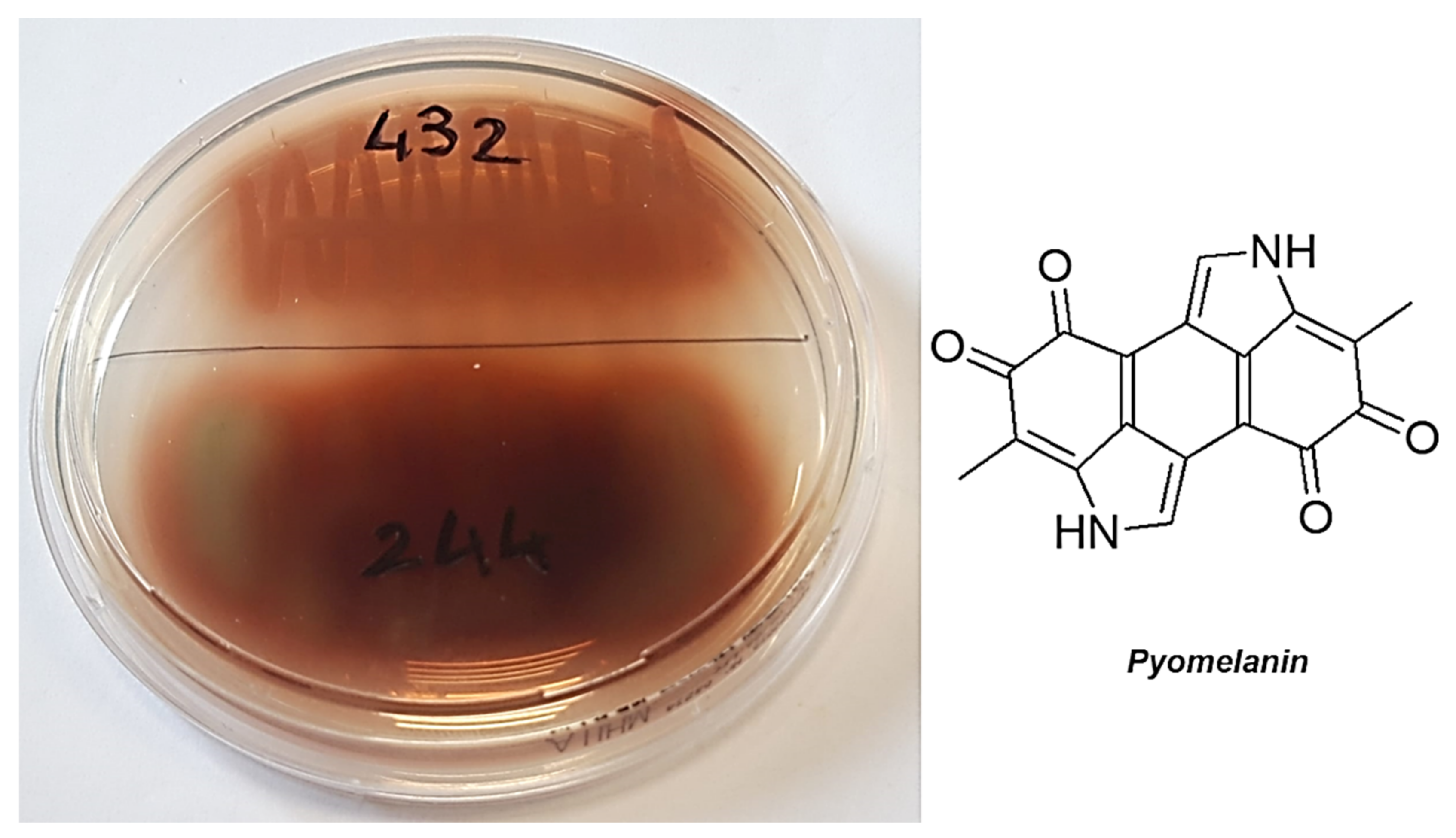 Pharmaceutics 13 01411 g003