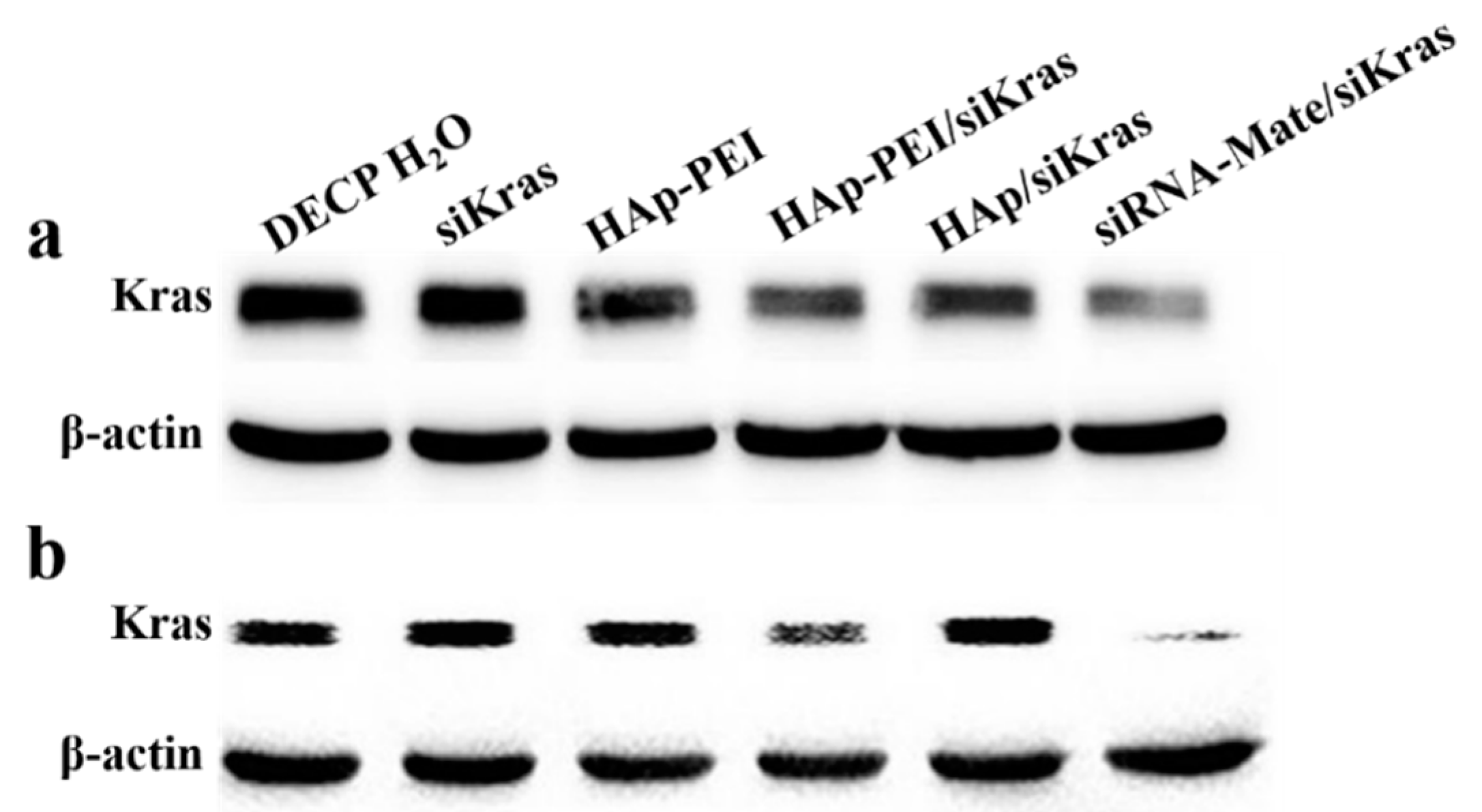 Pharmaceutics 13 01428 g008