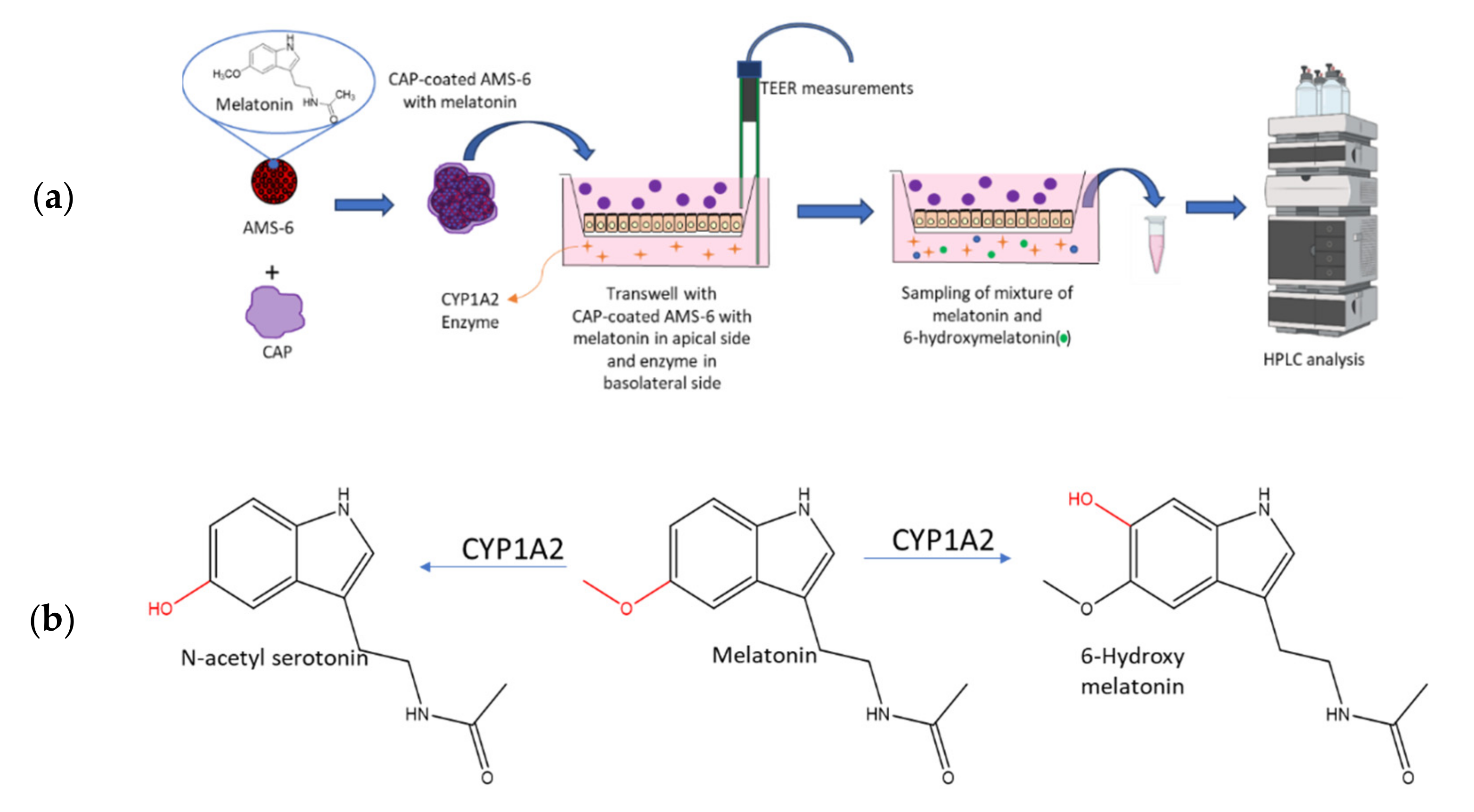 Pharmaceutics 13 01436 g001