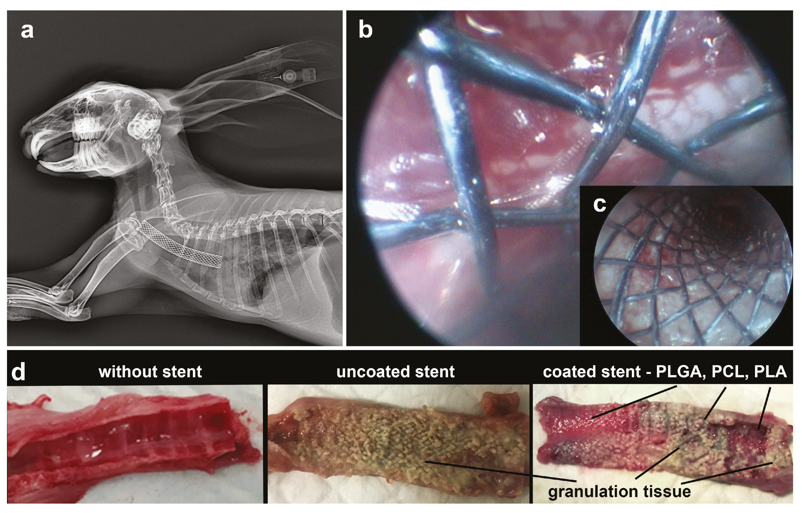 Pharmaceutics 13 01437 g005 Pharmaceutics 13 01437 g005