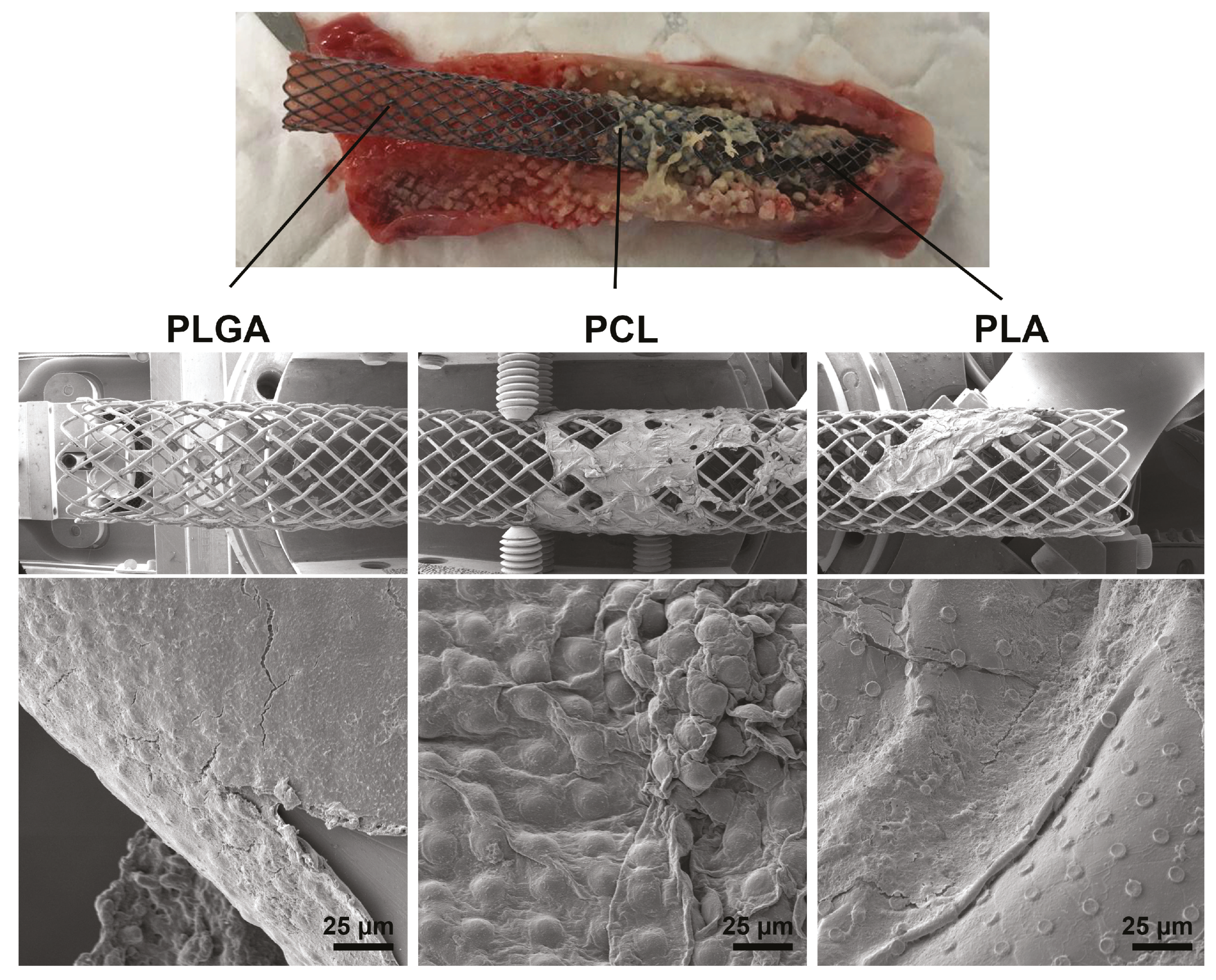 Pharmaceutics 13 01437 g006 Pharmaceutics 13 01437 g006
