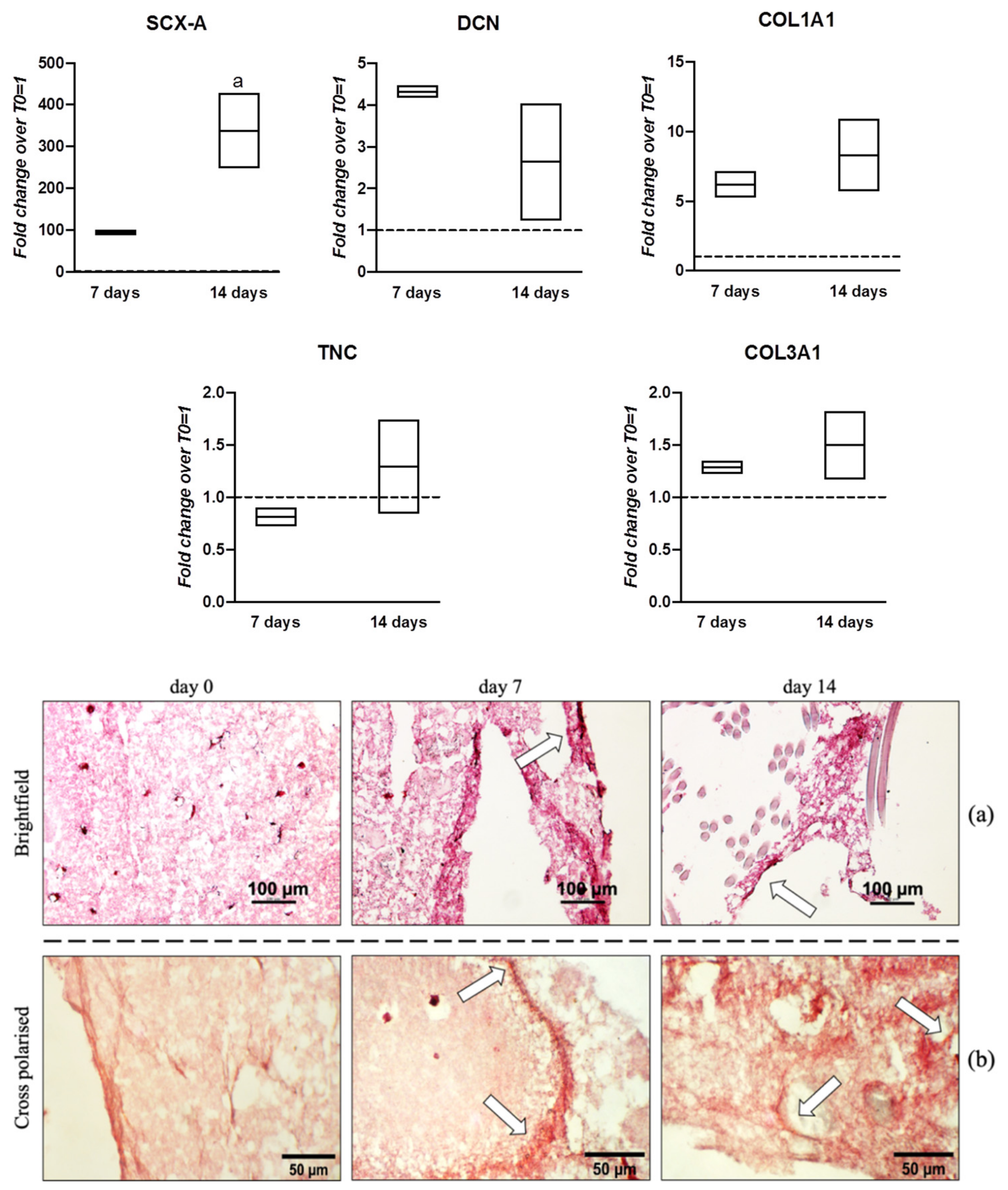 Pharmaceutics 13 01448 g007