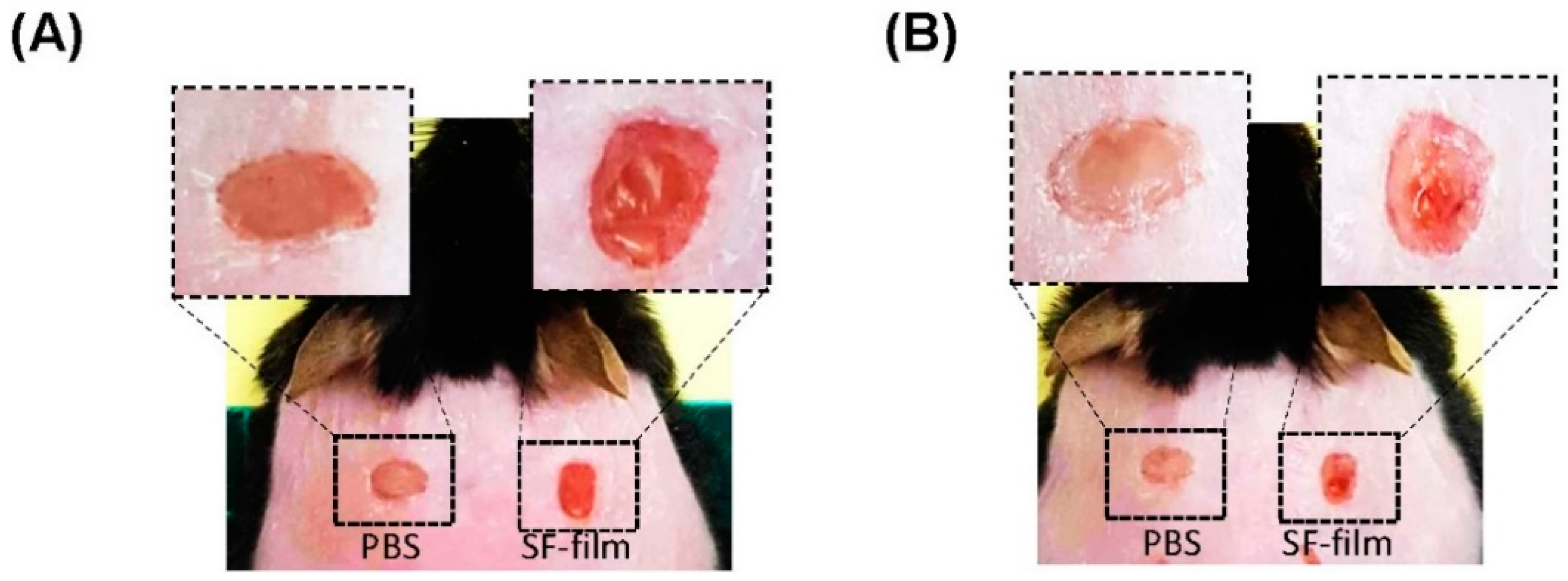 Pharmaceutics 13 01459 g008 550