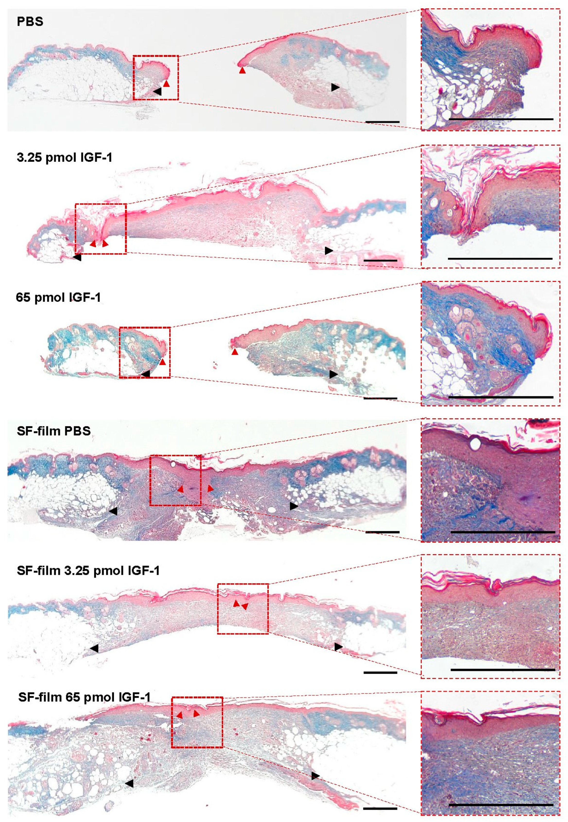 Pharmaceutics 13 01459 g009 550