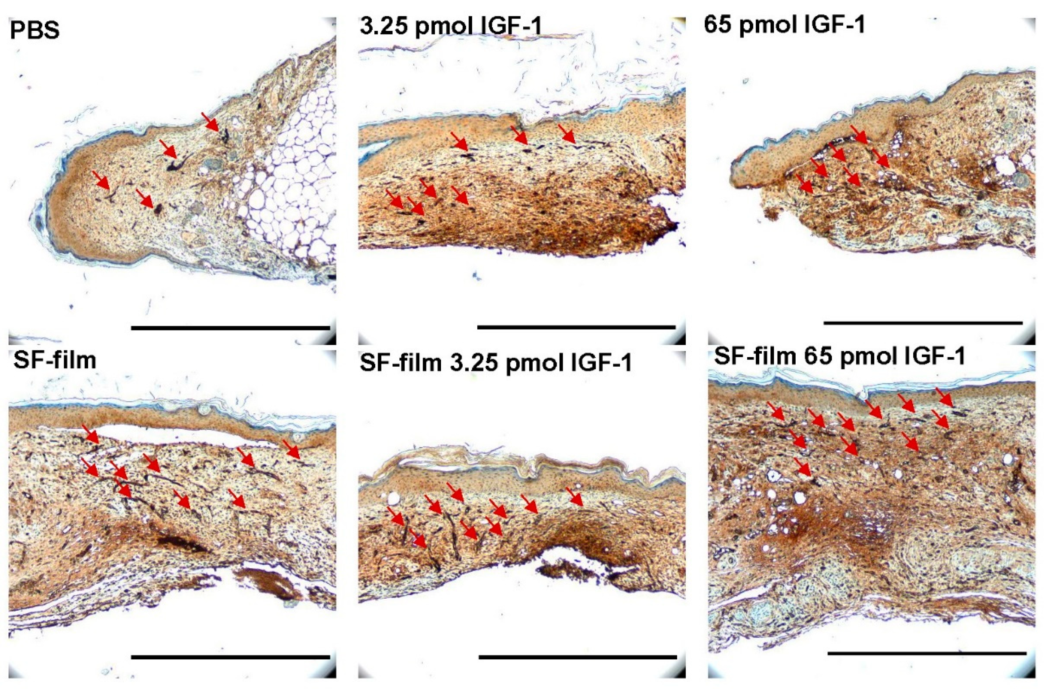 Pharmaceutics 13 01459 g011 550