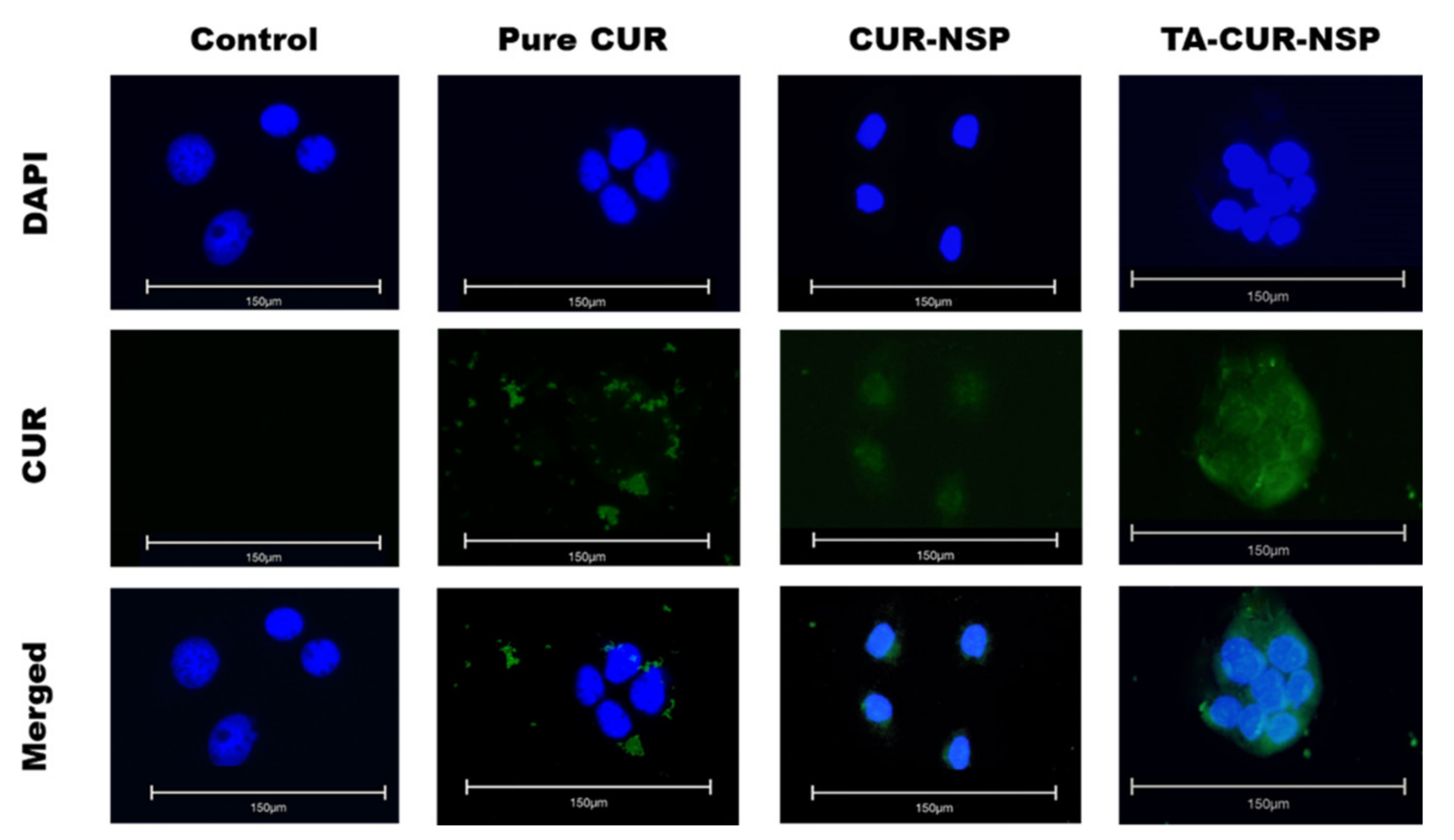 Pharmaceutics 13 01460 g011