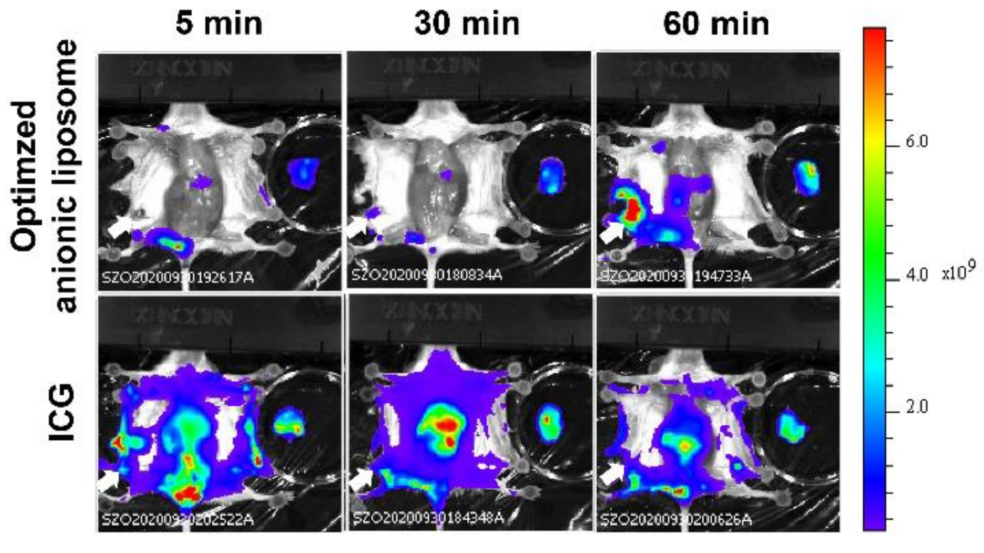 Pharmaceutics 13 01462 g005