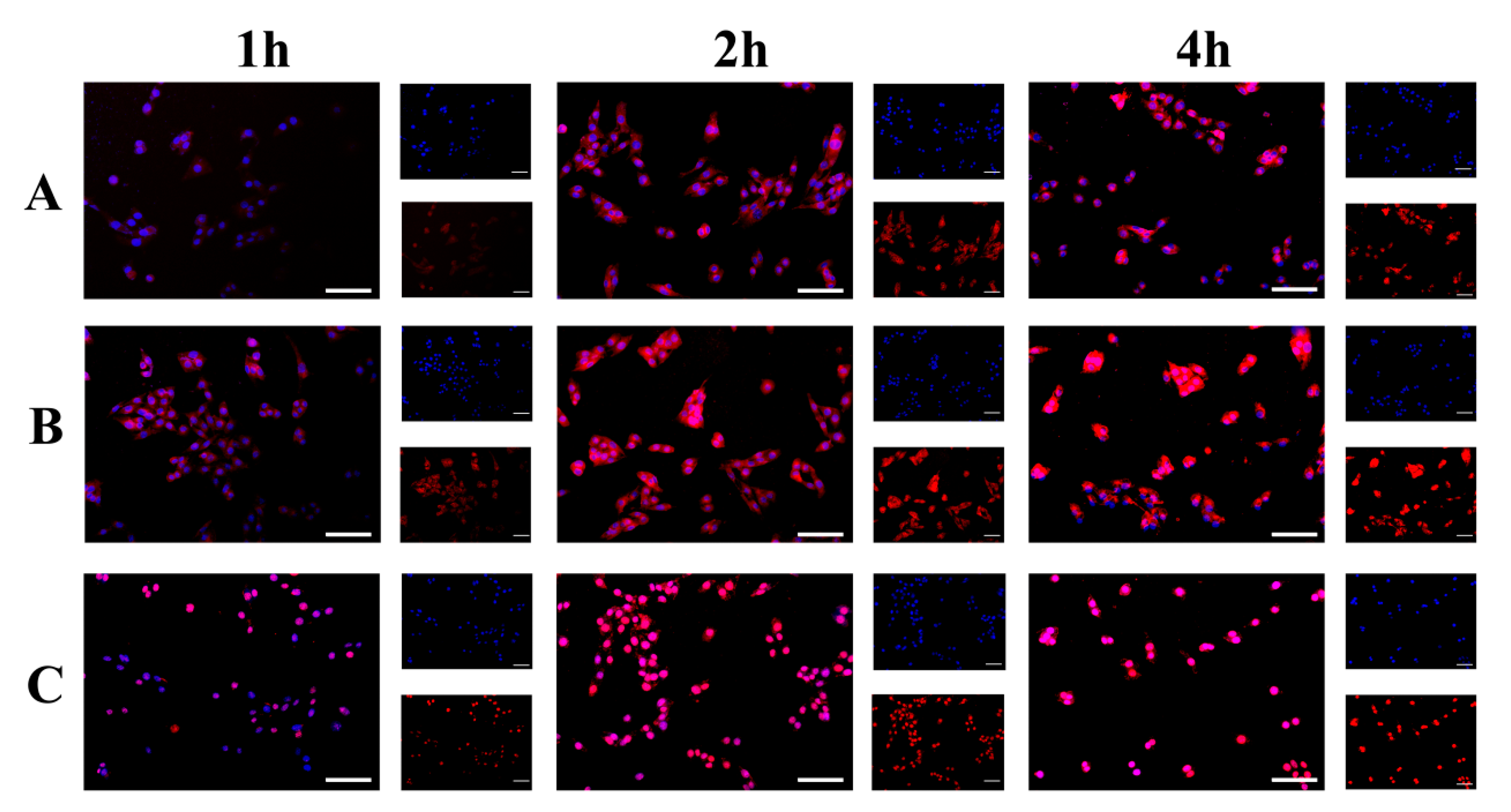 Pharmaceutics 13 01464 g005 550