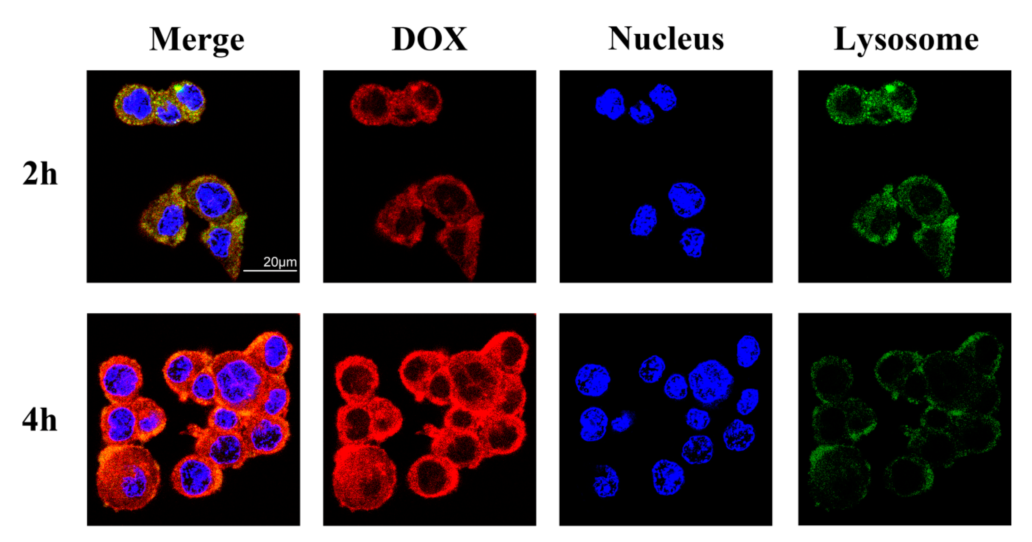 Pharmaceutics 13 01464 g007 550