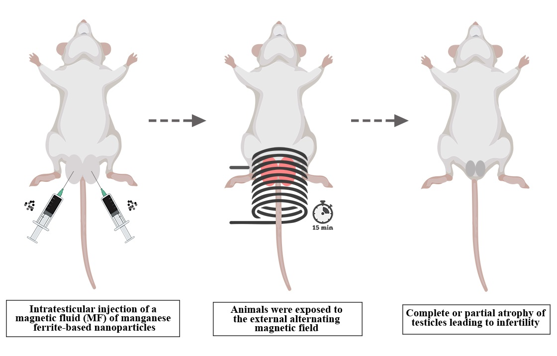Hạt nano sưởi ấm tinh hoàn có thể giúp nam giới tránh thai trong 7 ngày - Ảnh 3. Hạt nano sưởi ấm tinh hoàn có thể giúp nam giới tránh thai trong 7 ngày - Ảnh 3.