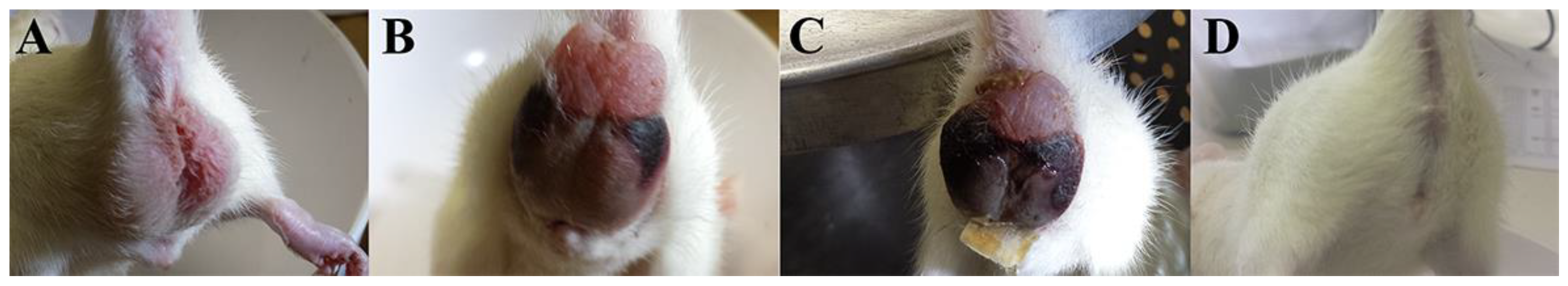 Pharmaceutics 13 01465 g004
