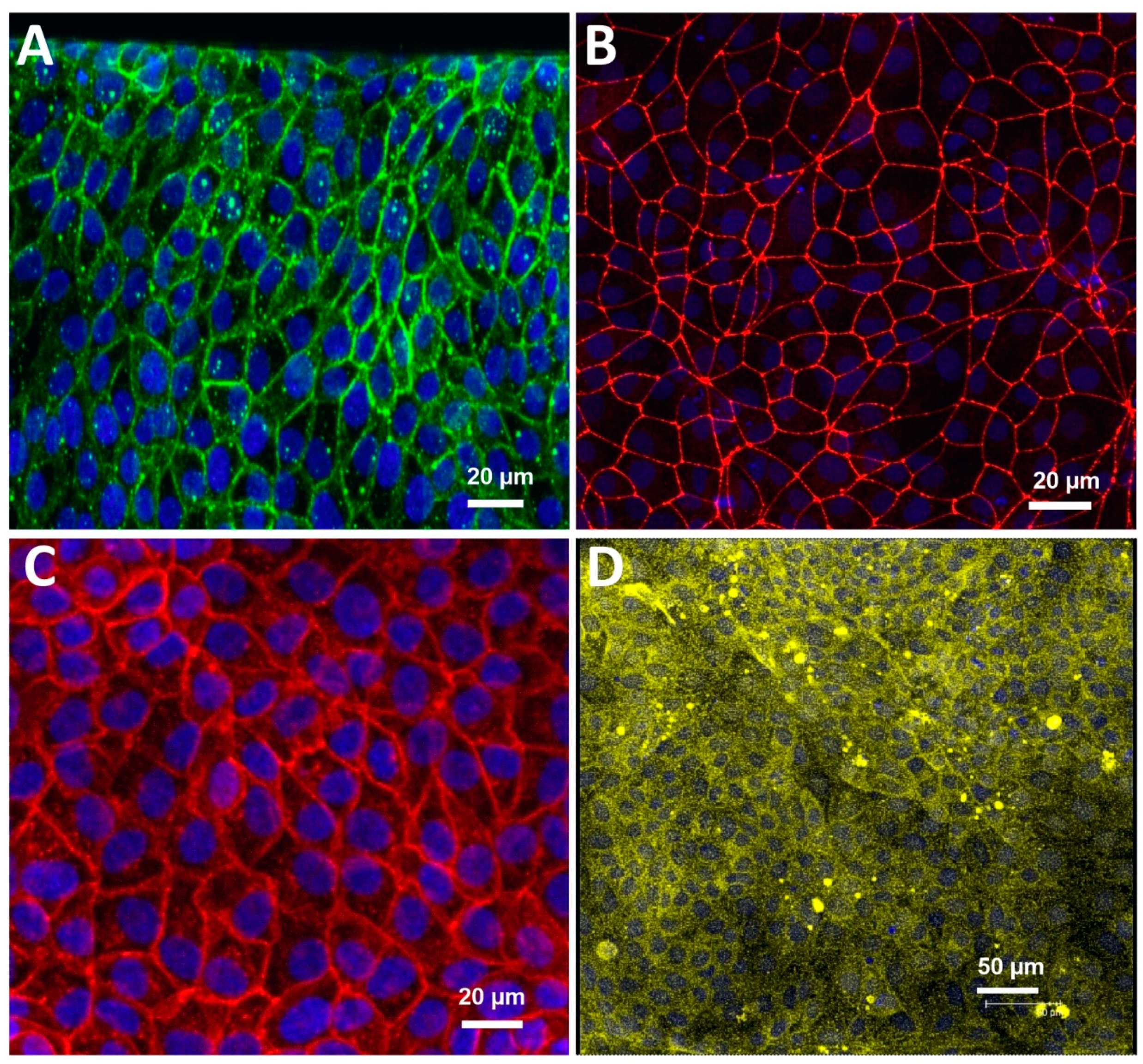 Pharmaceutics 13 01474 g001