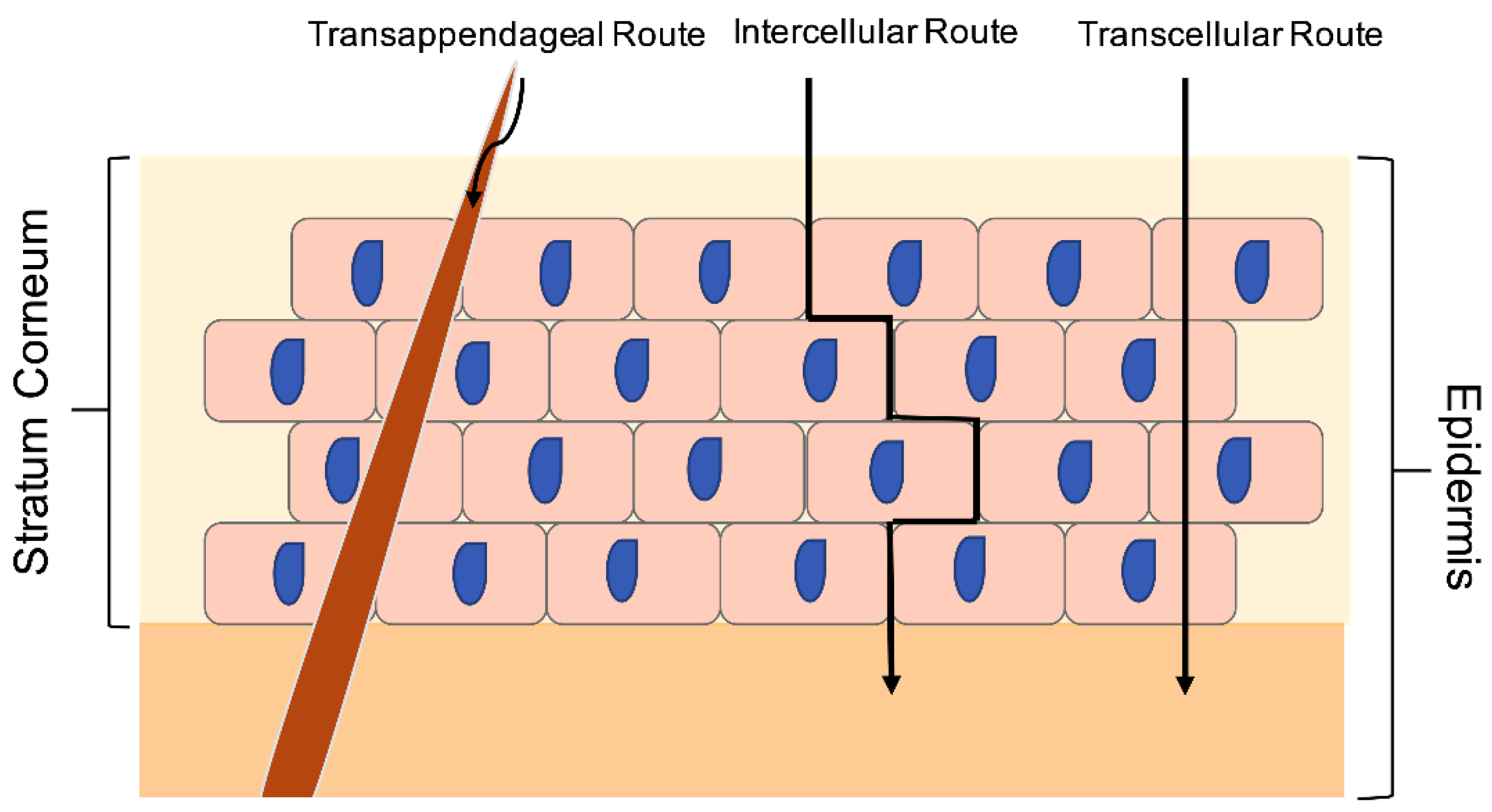 Pharmaceutics 13 01475 g002