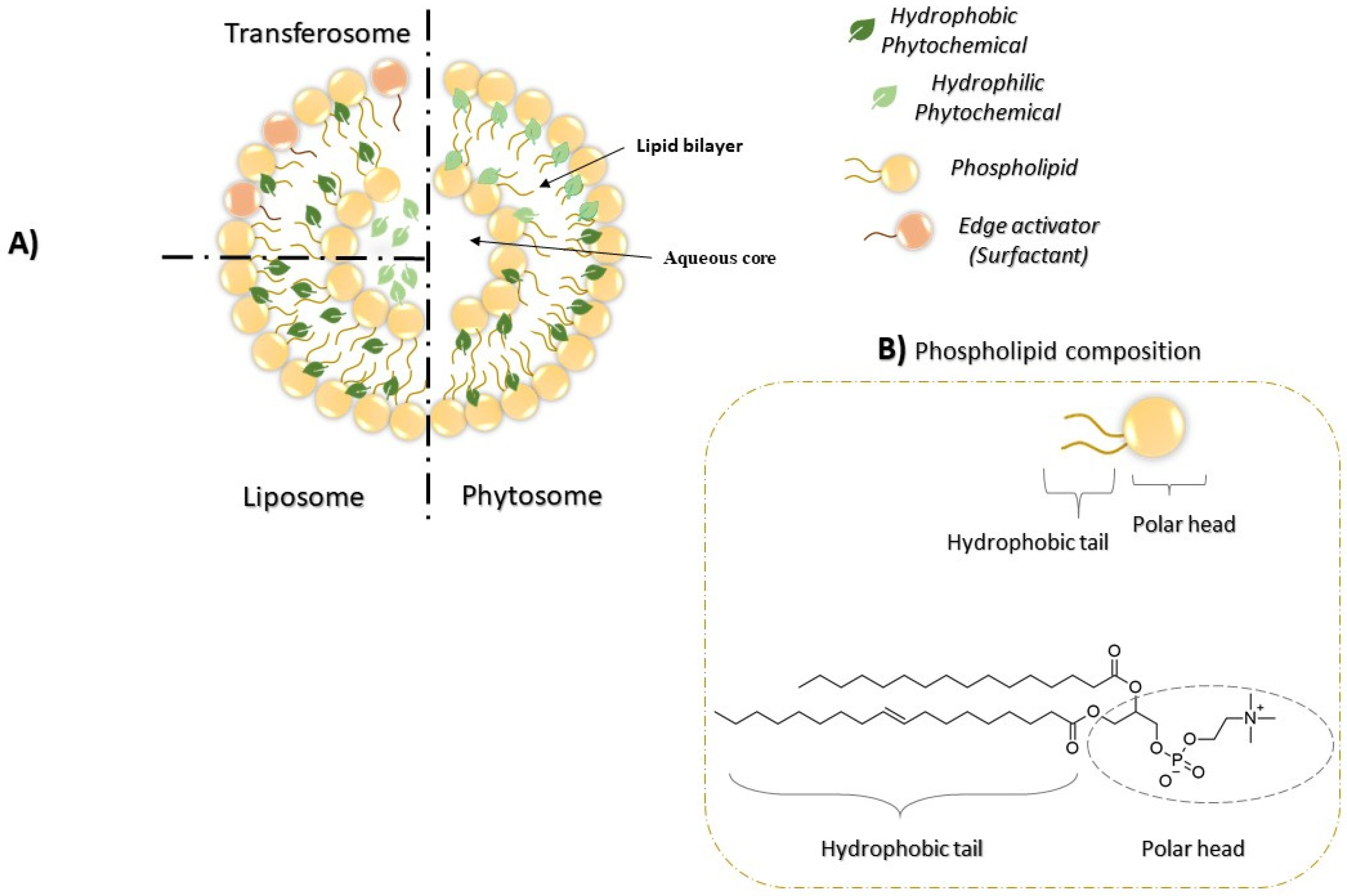 Pharmaceutics 13 01475 g004