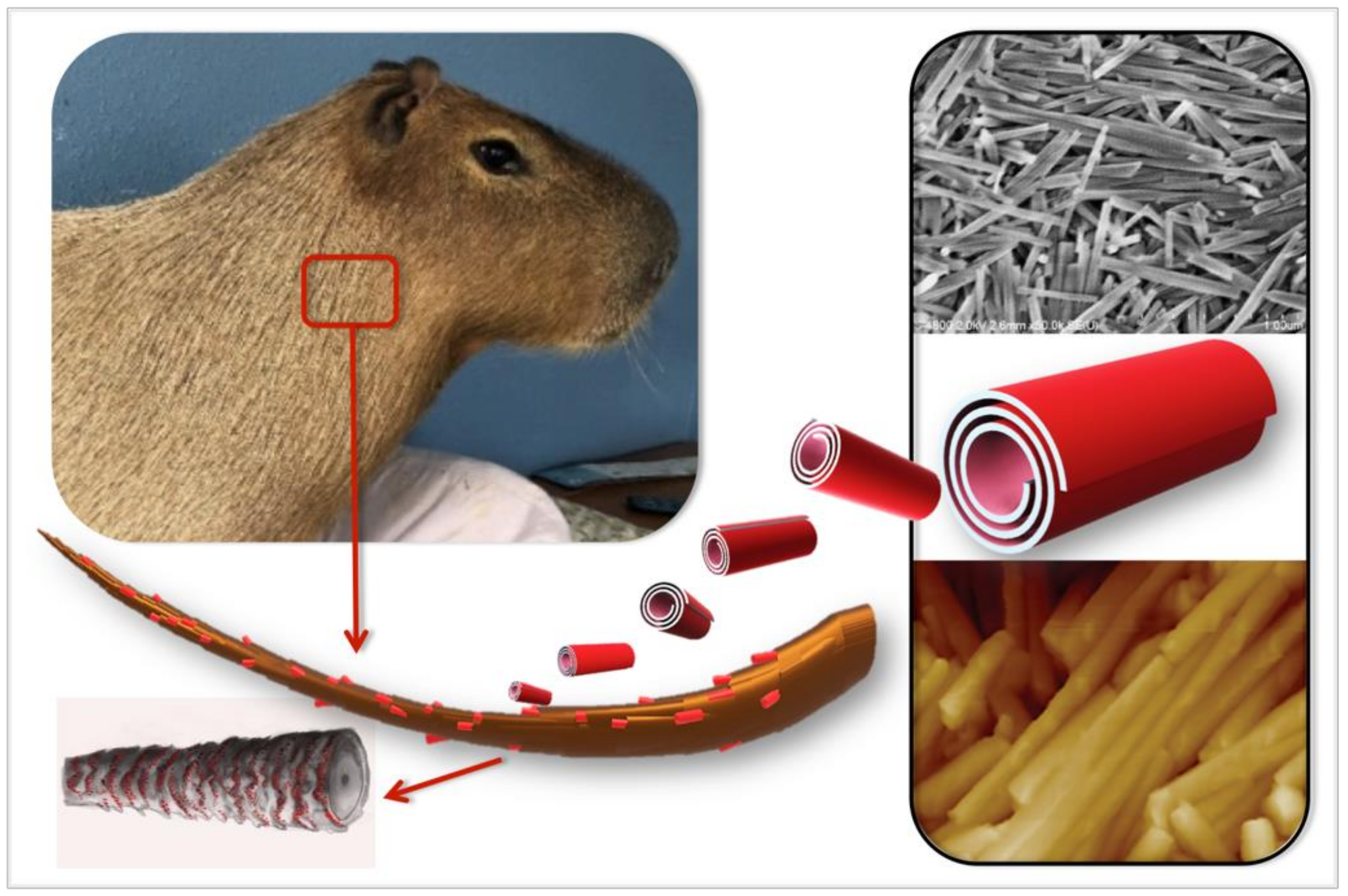 Pharmaceutics 13 01477 sch001 550