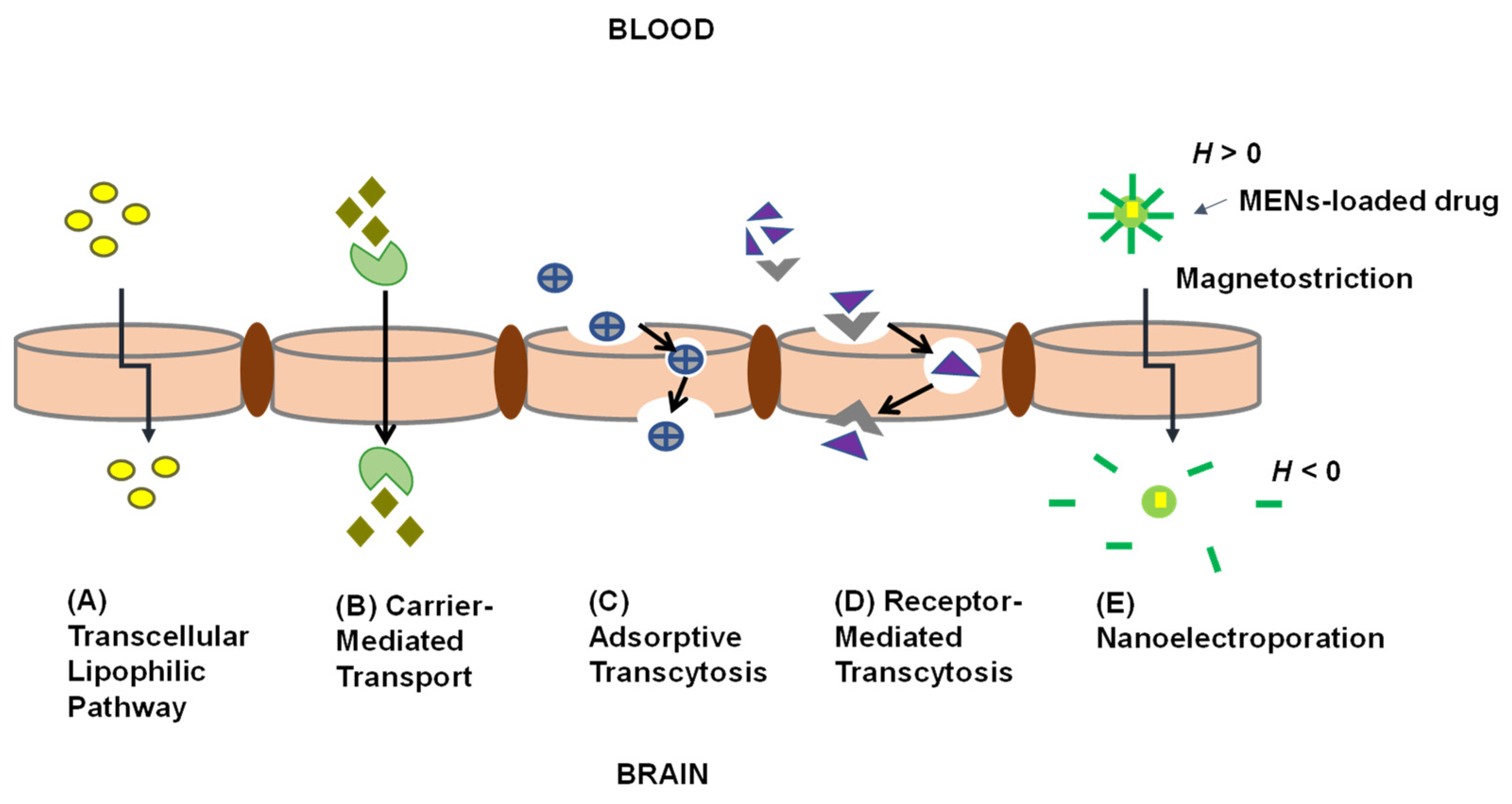 Pharmaceutics 13 01479 g002