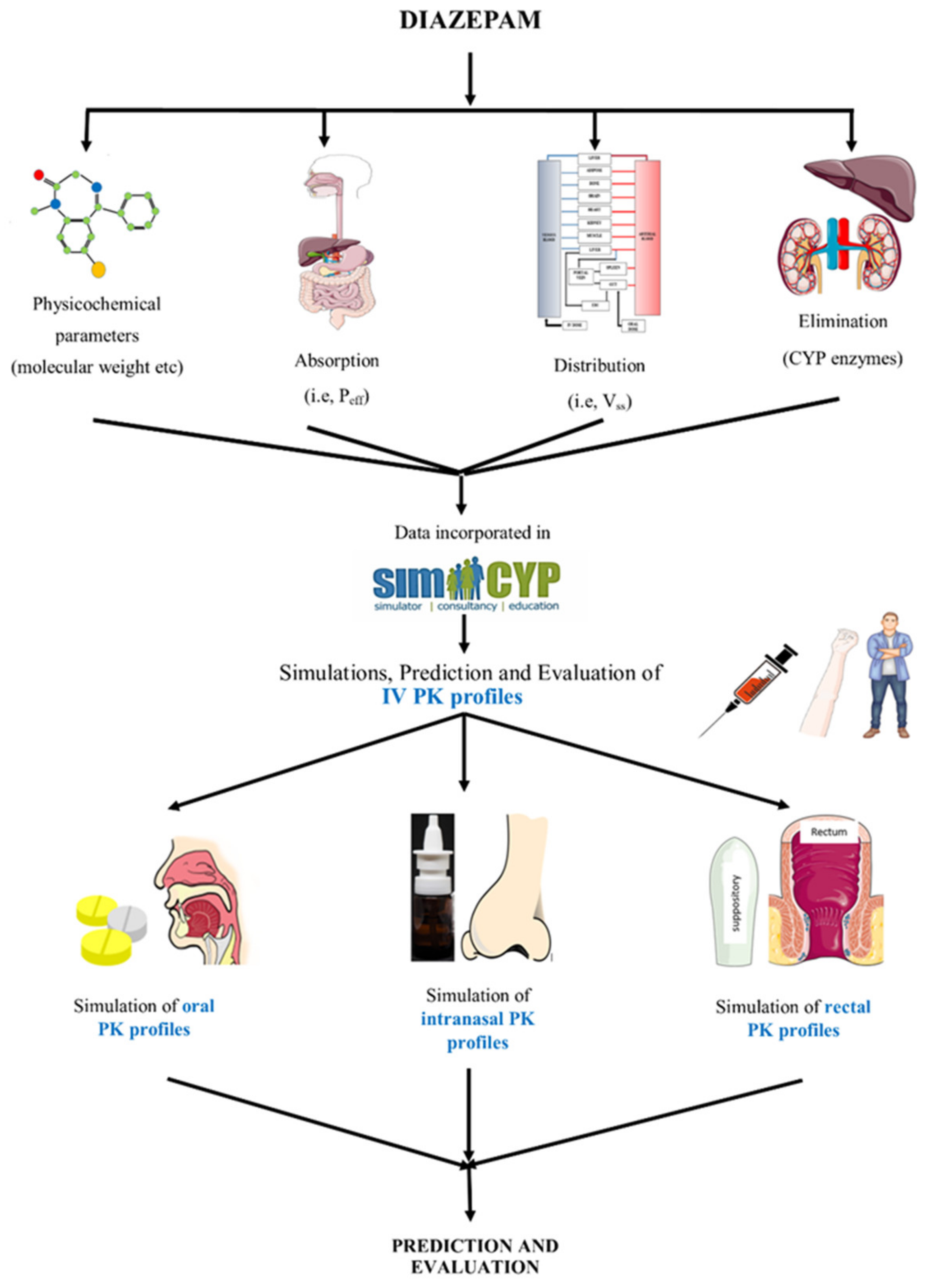 Pharmaceutics Free FullText A Physiologically Based
