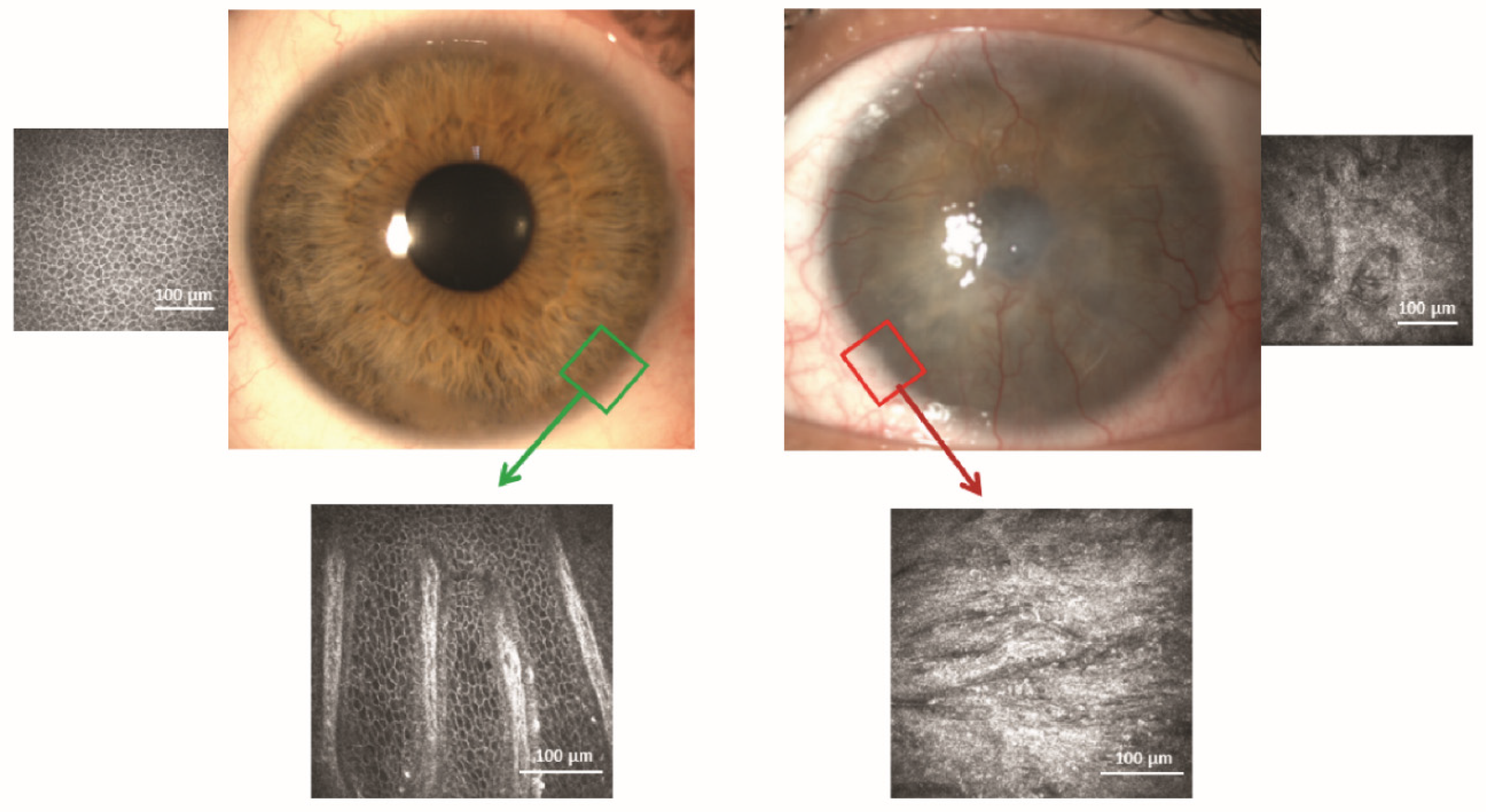 Pharmaceutics 13 01483 g002