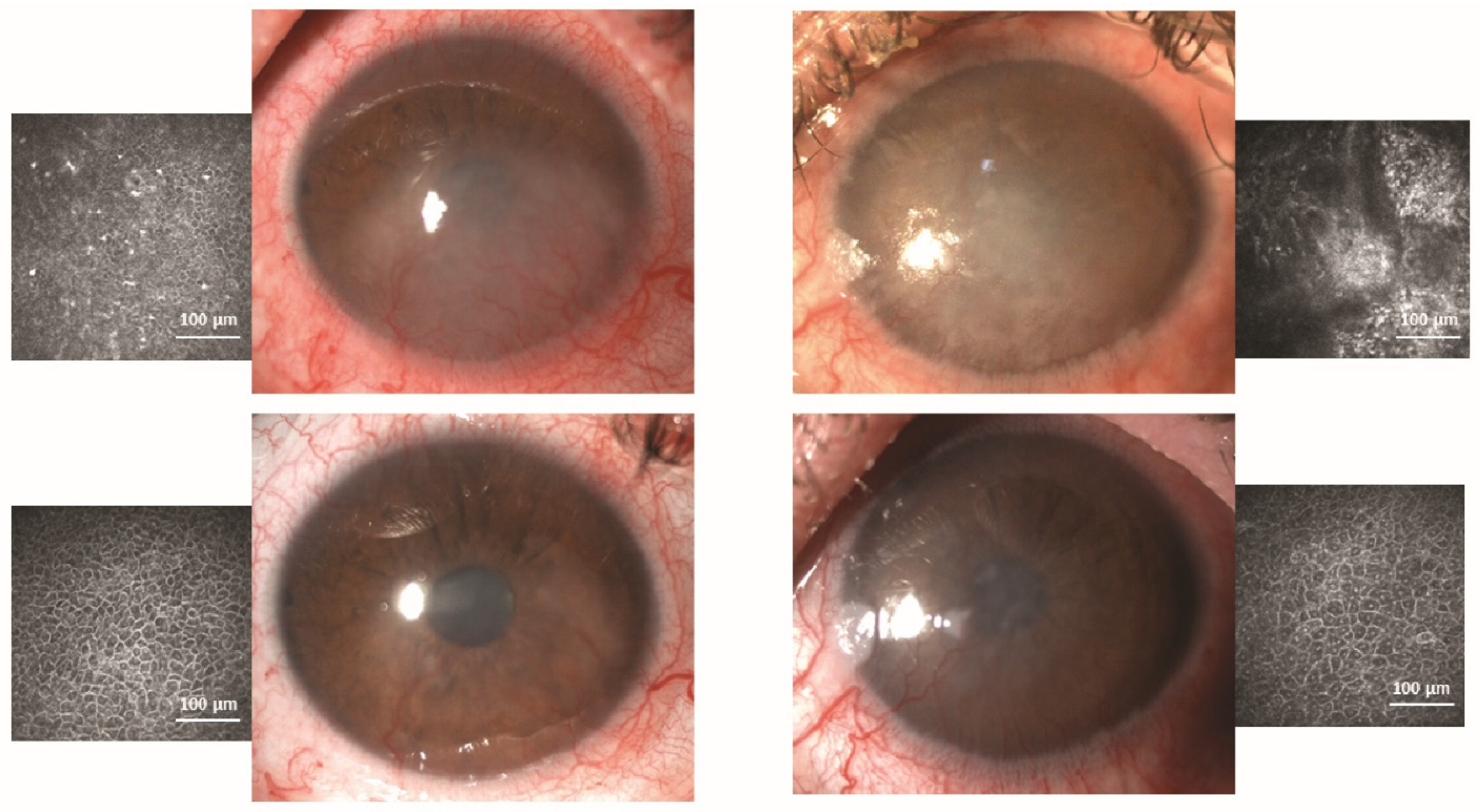 Pharmaceutics 13 01483 g004