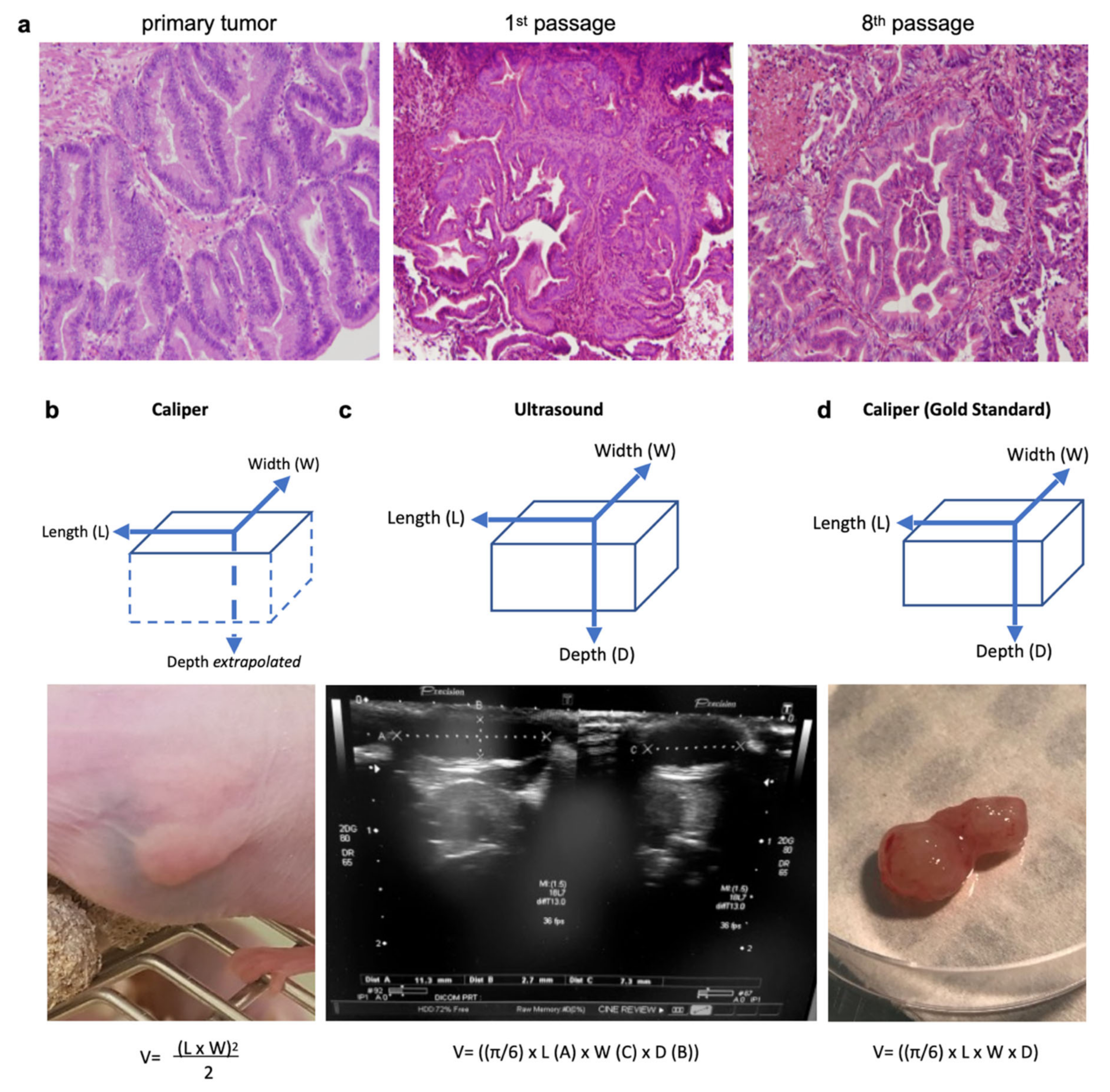 Pharmaceutics 13 01485 g001 Pharmaceutics 13 01485 g001