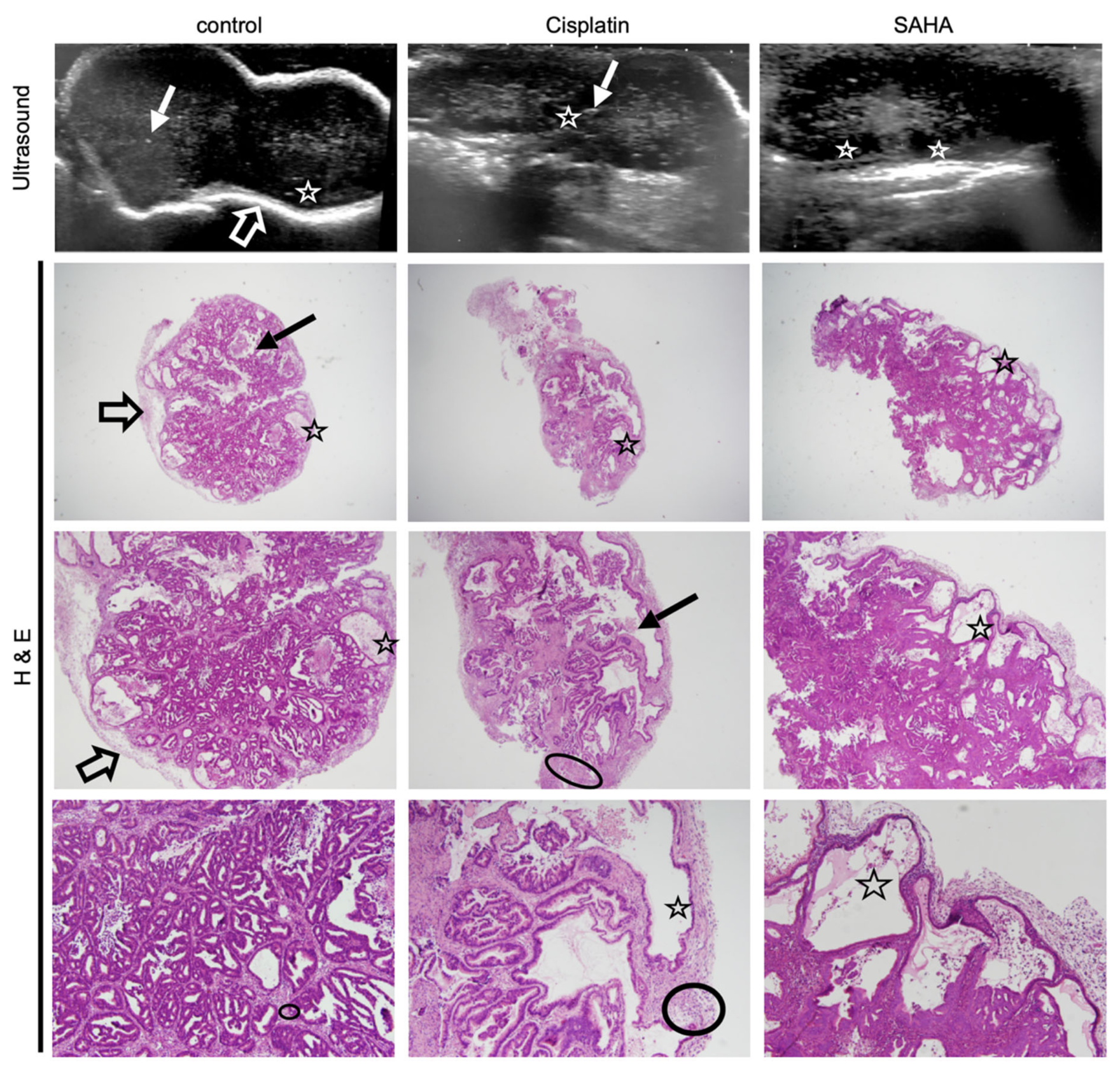 Pharmaceutics 13 01485 g004 Pharmaceutics 13 01485 g004
