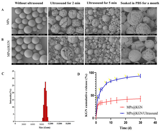 Fabrication of Injectable Chitosan-Chondroitin Sulfate Hydrogel