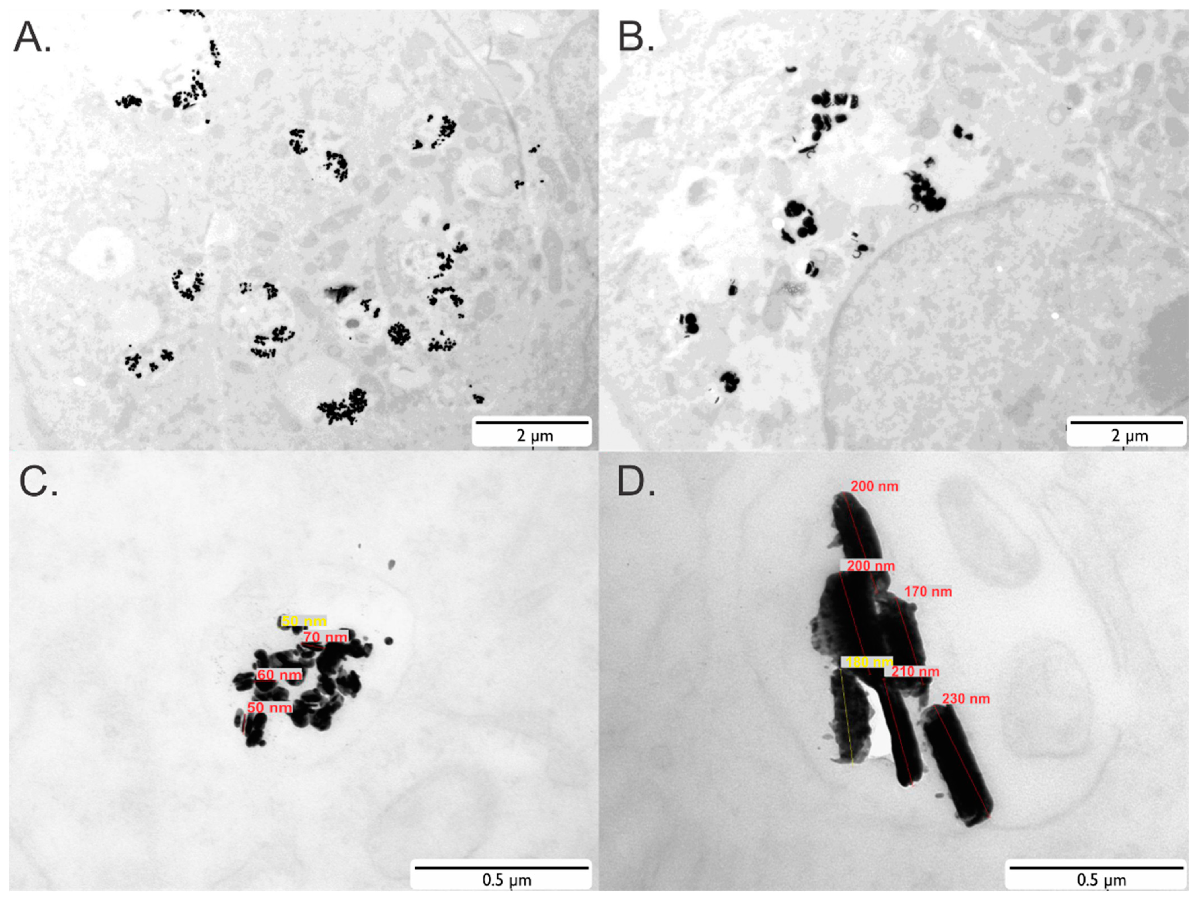Pharmaceutics 13 01494 g001