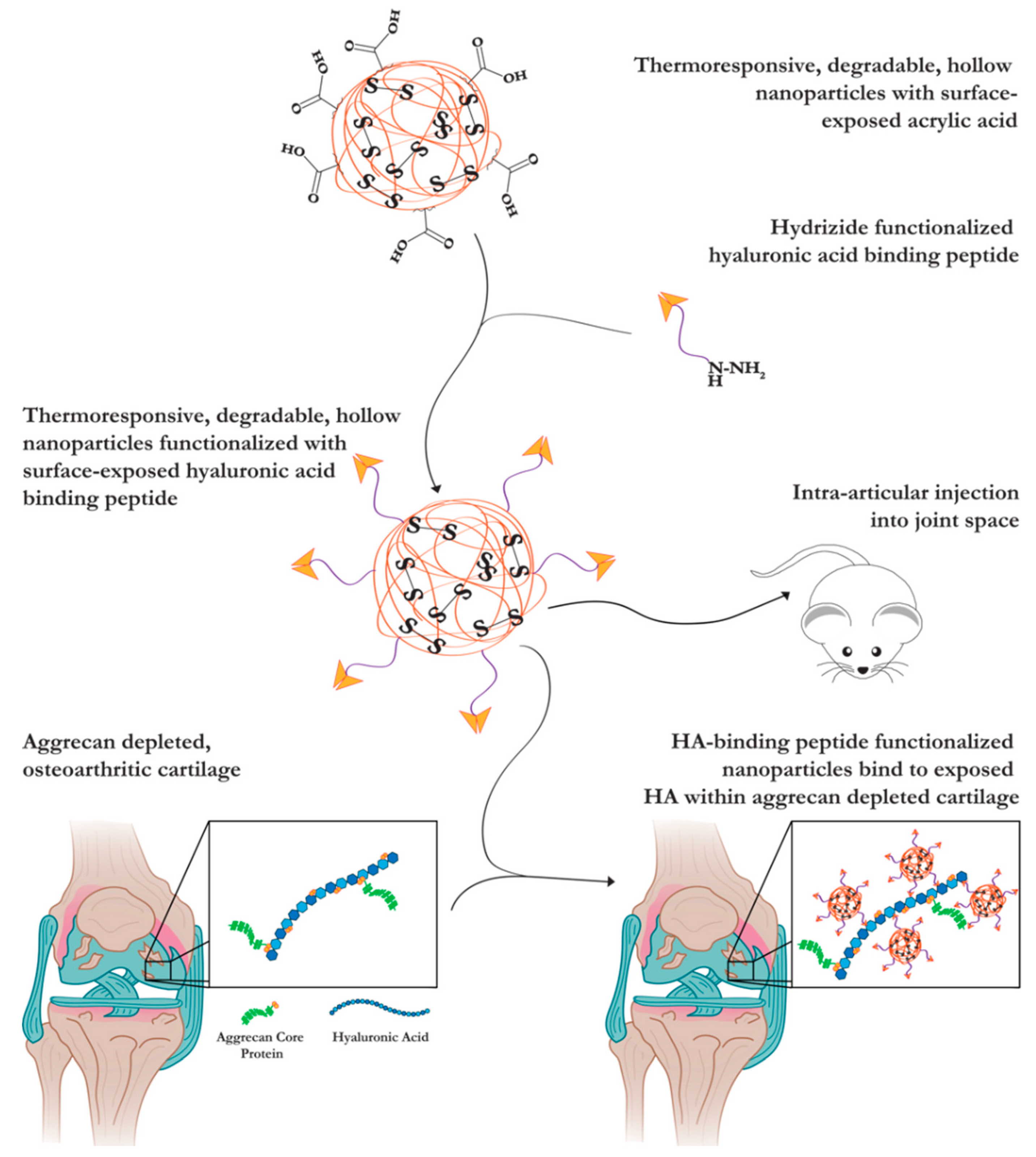 Pharmaceutics 13 01503 g001 Pharmaceutics 13 01503 g001