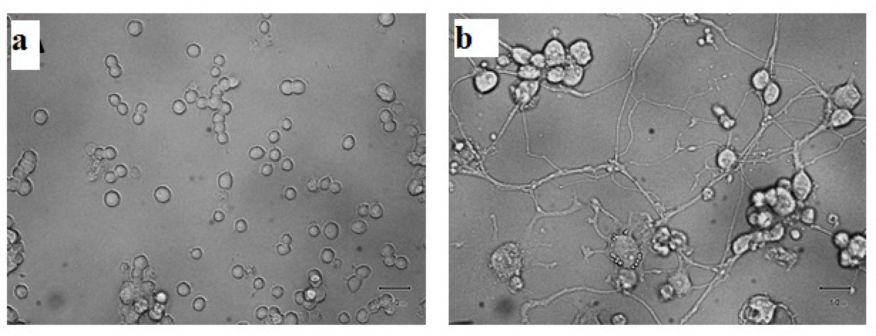 Pharmaceutics 13 01508 g008 550
