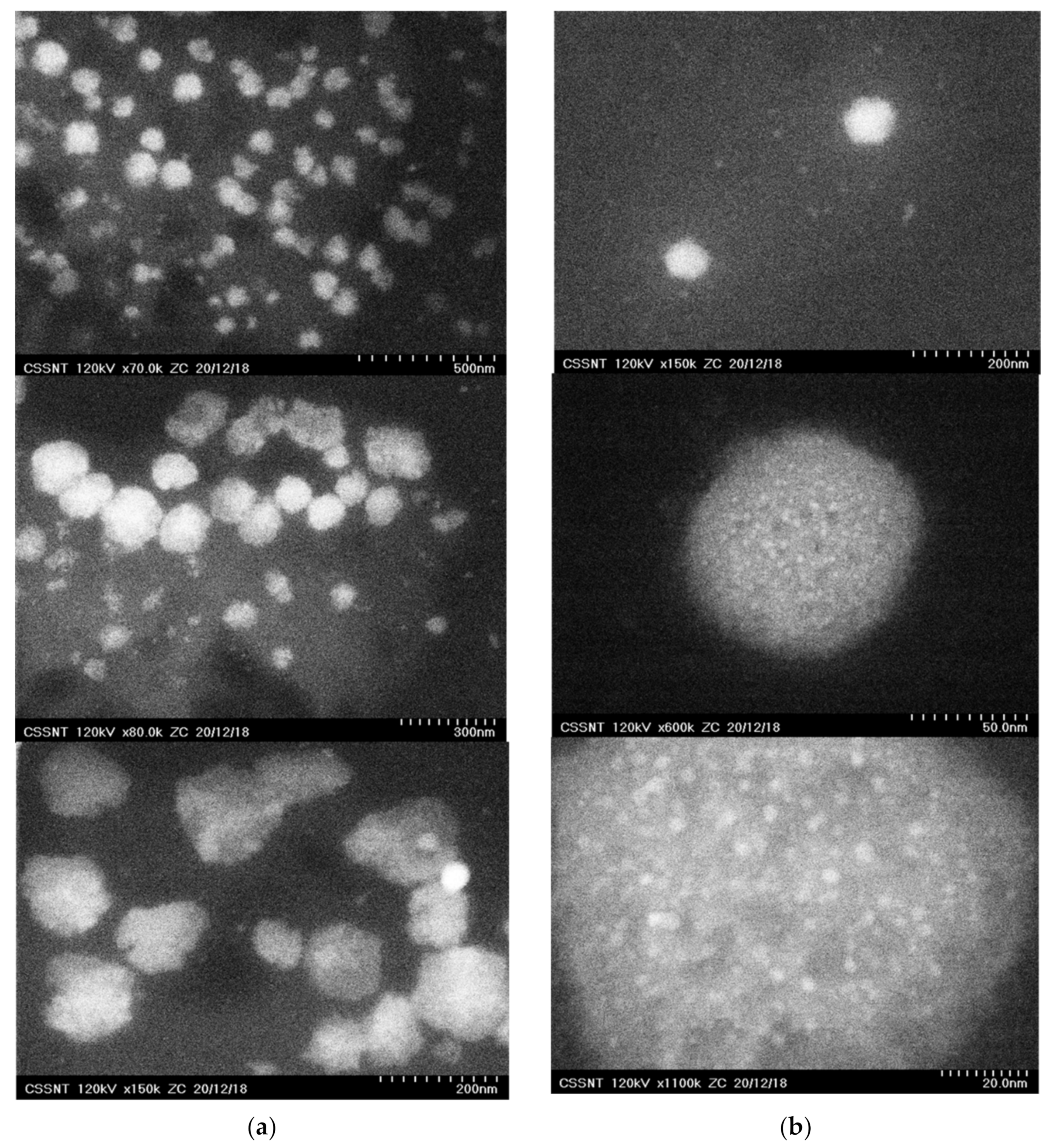 Pharmaceutics 13 01511 g003 550