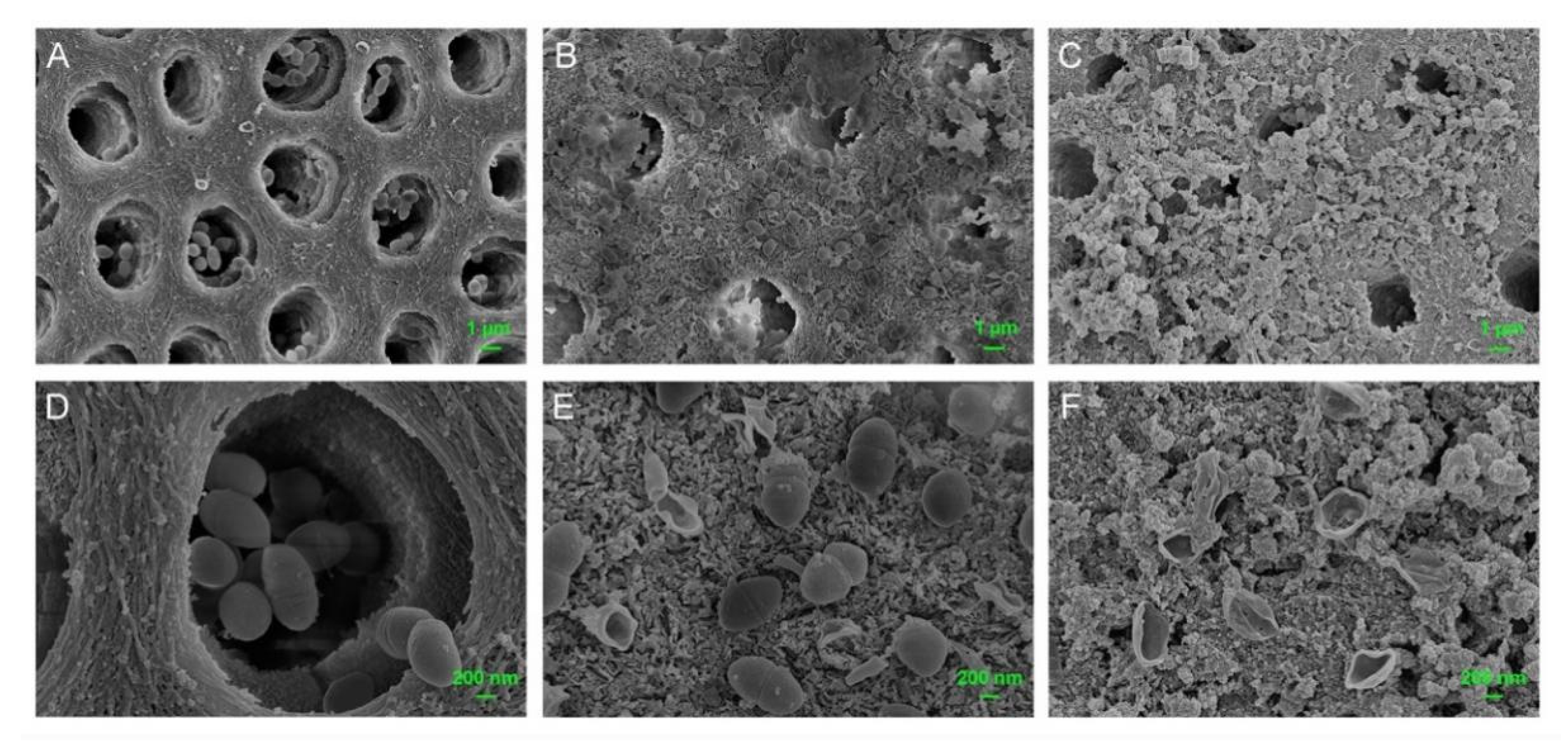 Pharmaceutics 13 01518 g008