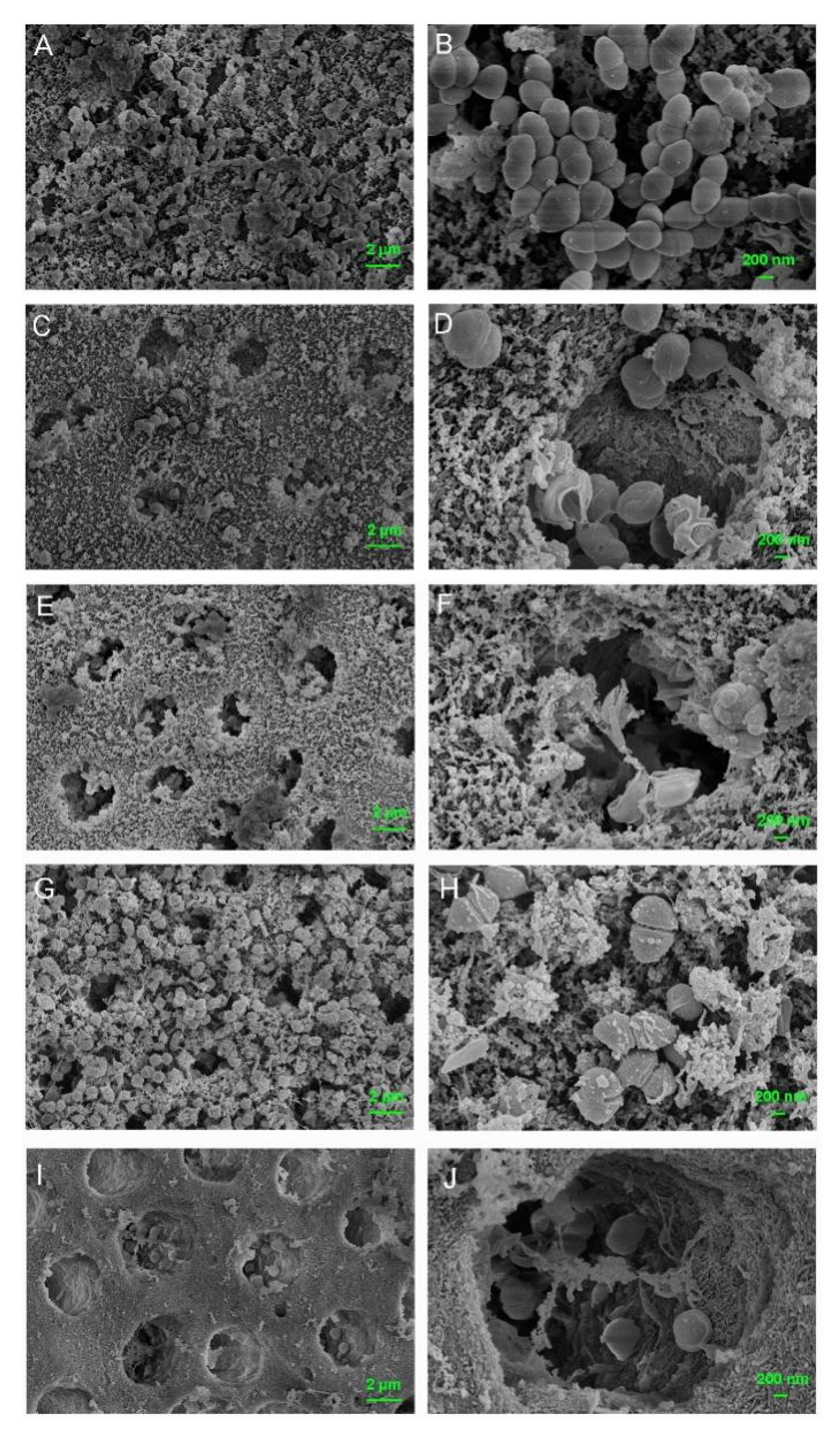 Pharmaceutics 13 01518 g010